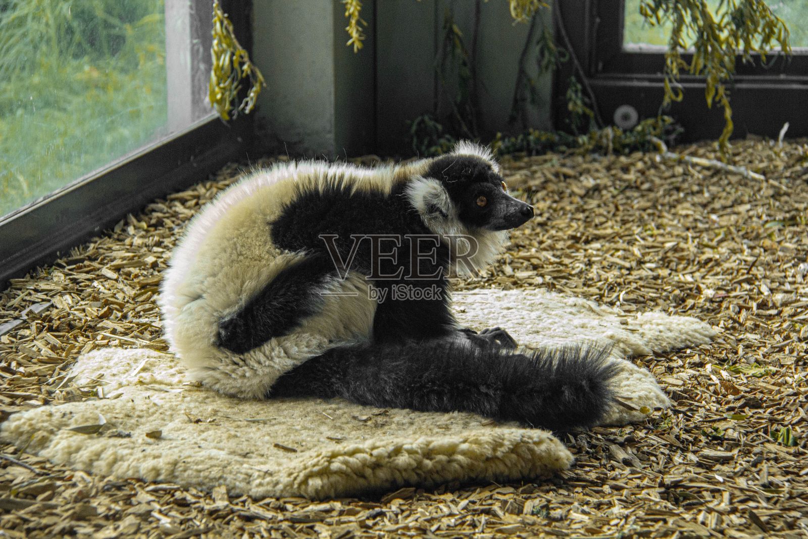 拍摄一只黑白皱边狐猴坐在玻璃箱的岩石上照片摄影图片