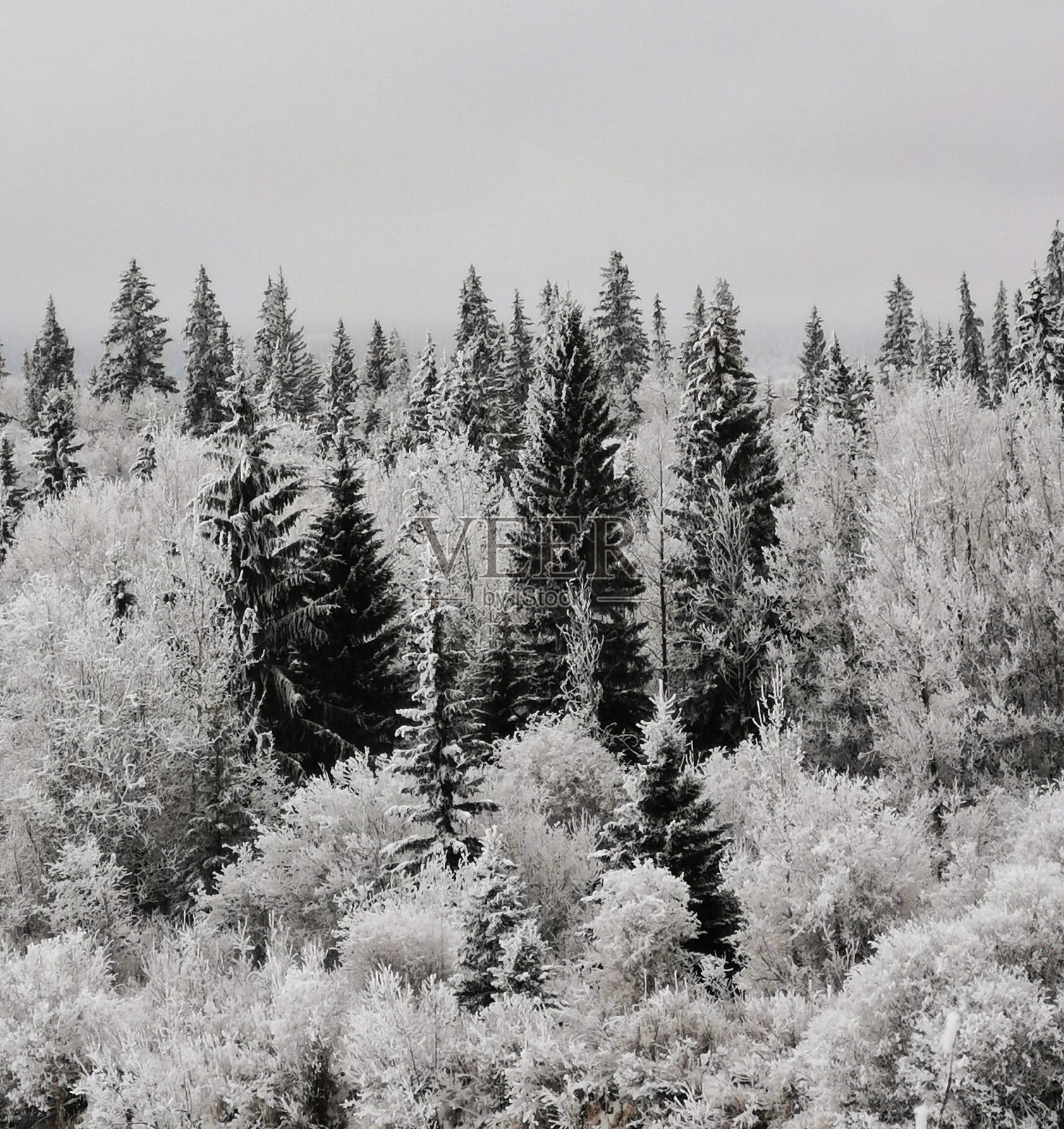 卑诗省北部寒冷的霜冻景象照片摄影图片