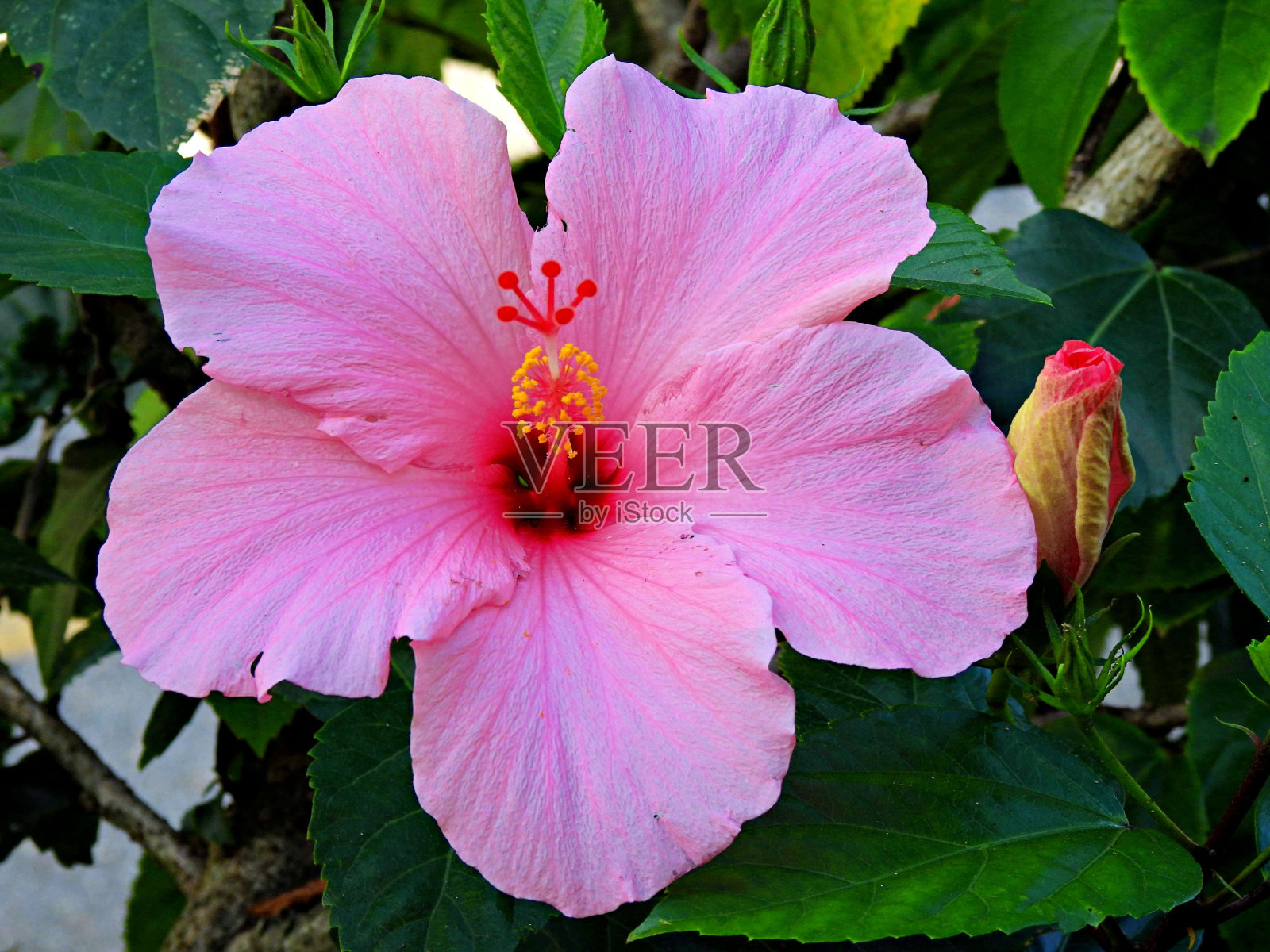 粉红色芙蓉花照片摄影图片