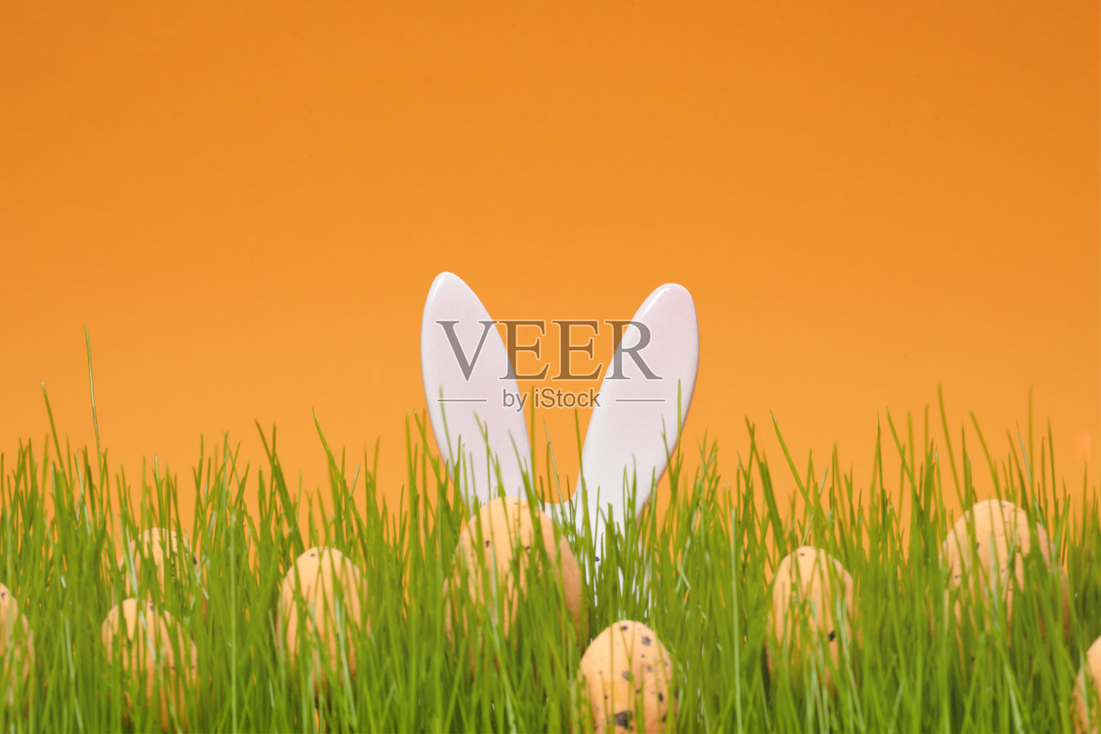 兔子耳朵和一堆鸡蛋在绿色草地和橙色背景。模板的网页横幅，派对传单或贺卡复制空间。寻找复活节彩蛋照片摄影图片