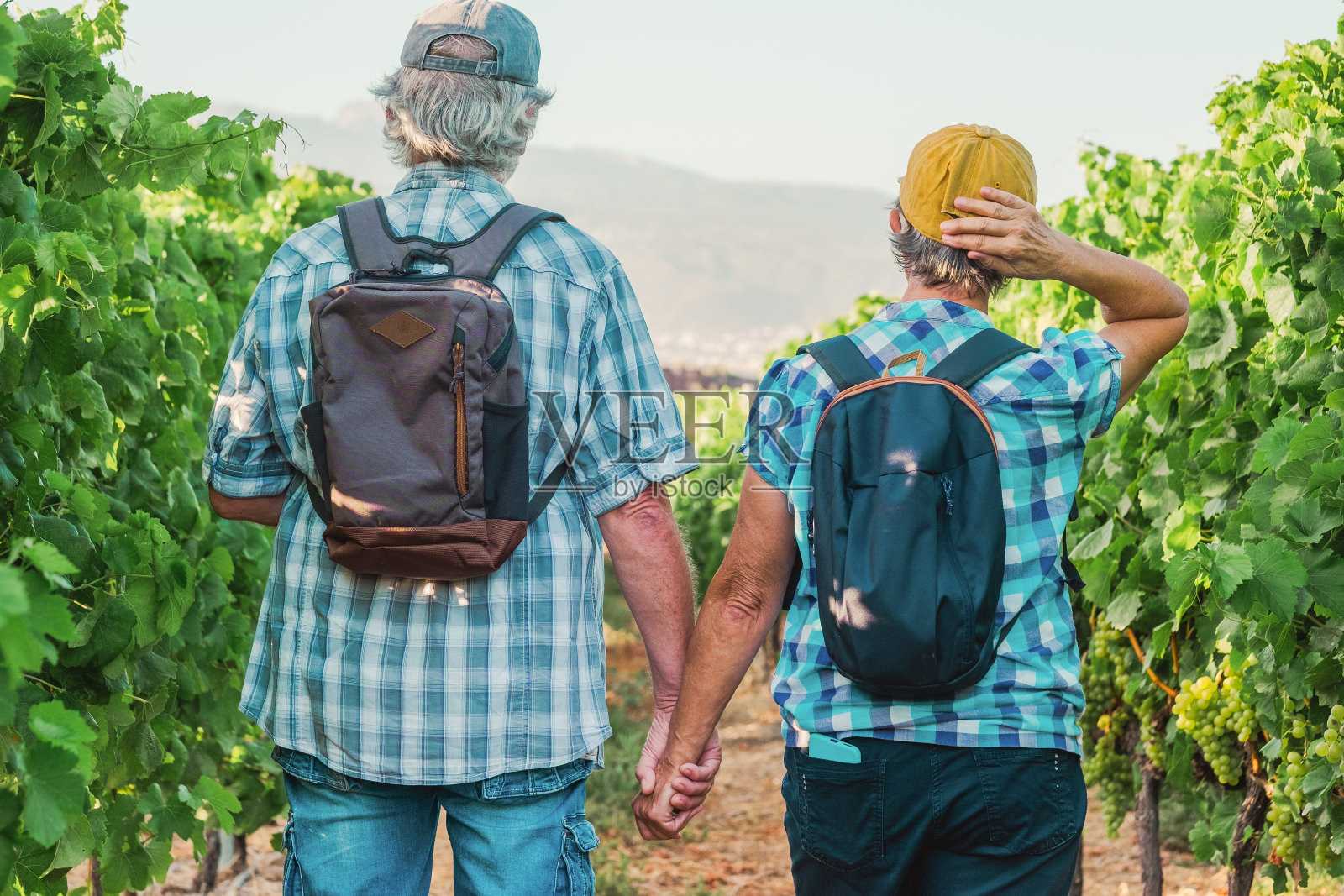 在特内里费岛旅游的老夫妇游客参观葡萄园在葡萄藤中行走的背影。人们在夏日的山谷景观中度假。照片摄影图片