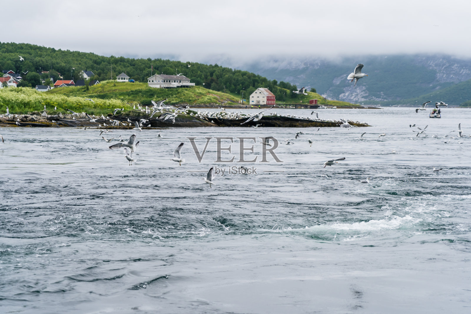 在挪威峡湾，海鸥在Saltstraumen的强潮流中捕鱼照片摄影图片