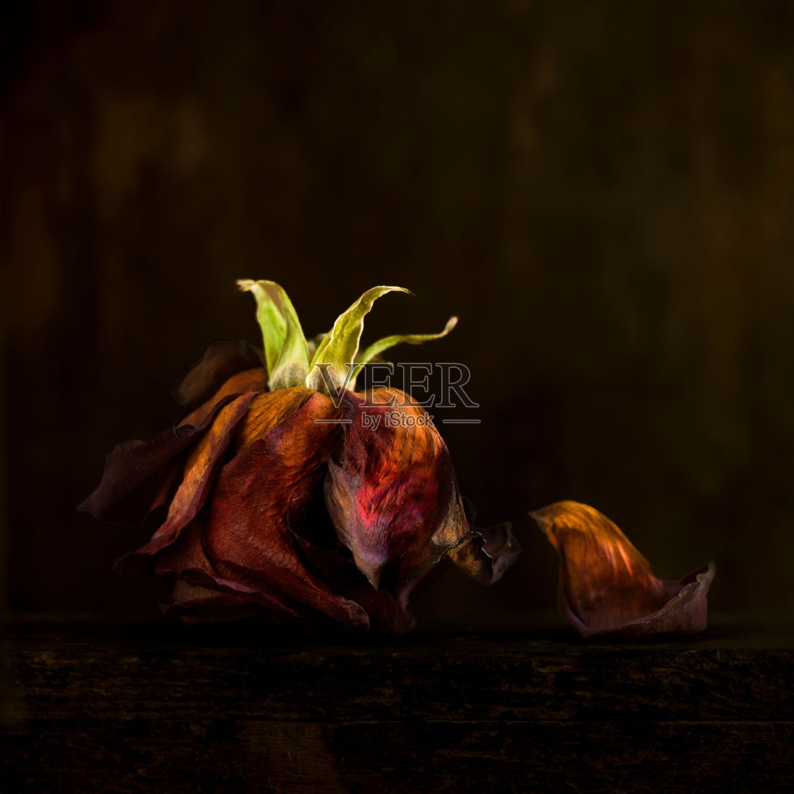 特写镜头干燥的玫瑰花瓣孤立在空洞模糊的棕色背景照片摄影图片