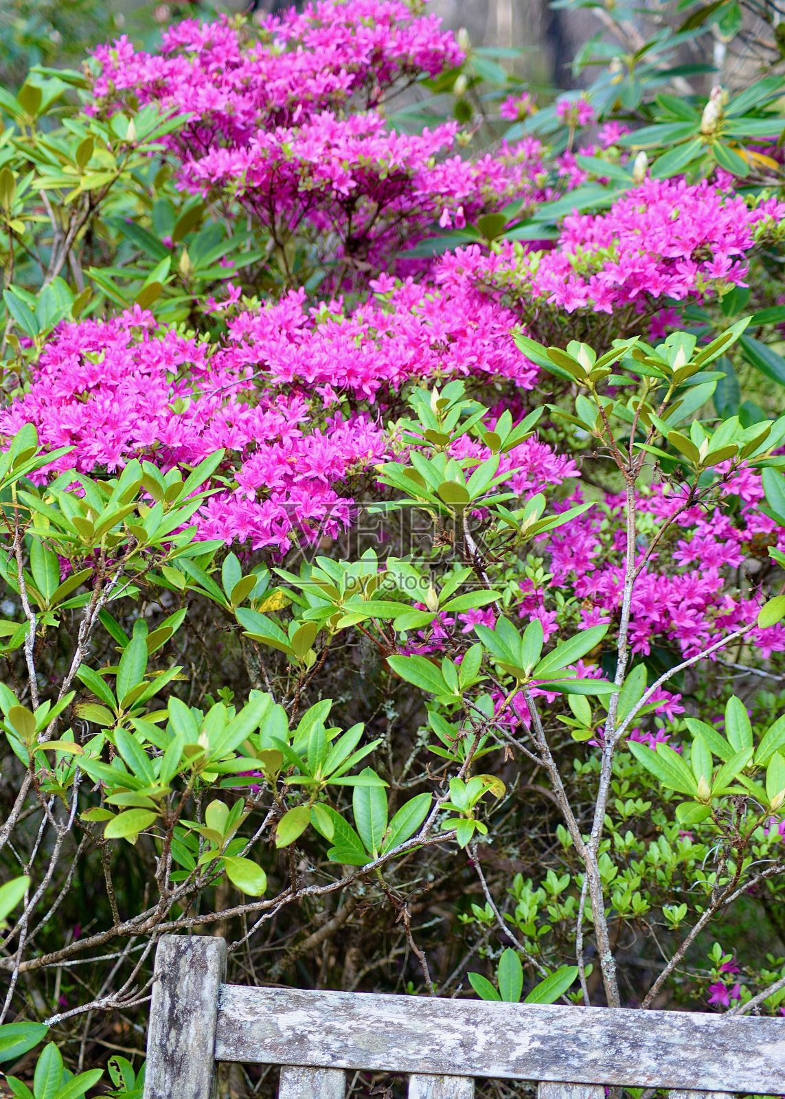 品红的花朵在枝繁叶茂的花园里格外显眼照片摄影图片