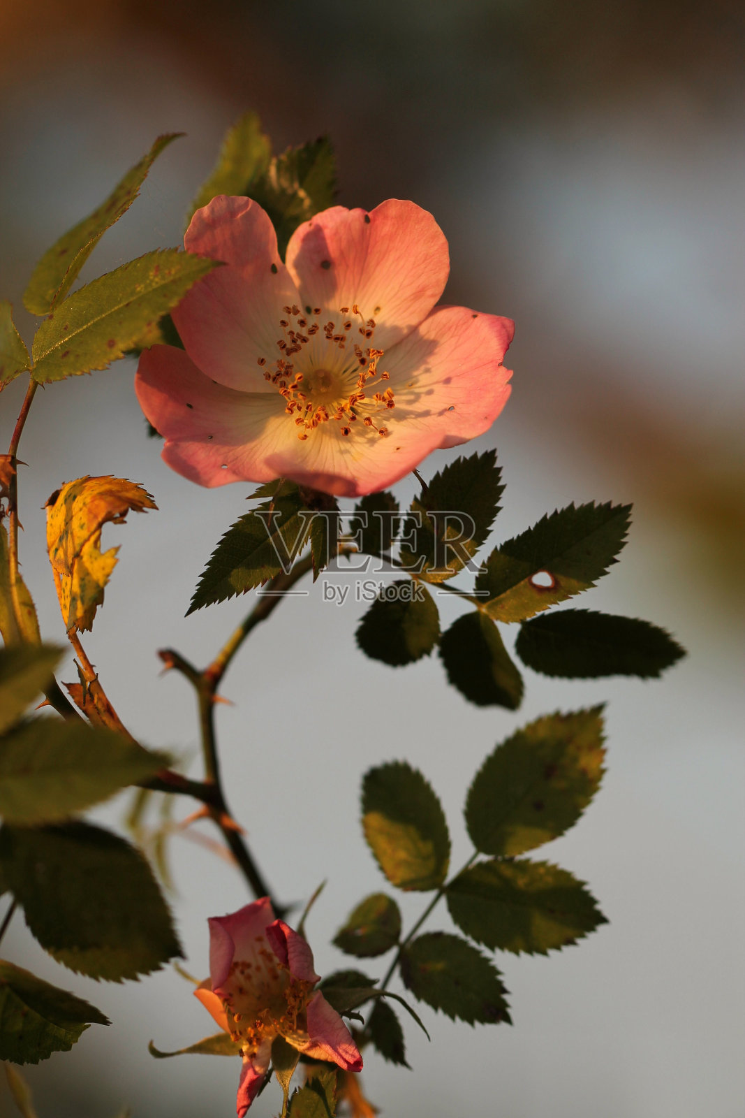 玫瑰果照片摄影图片