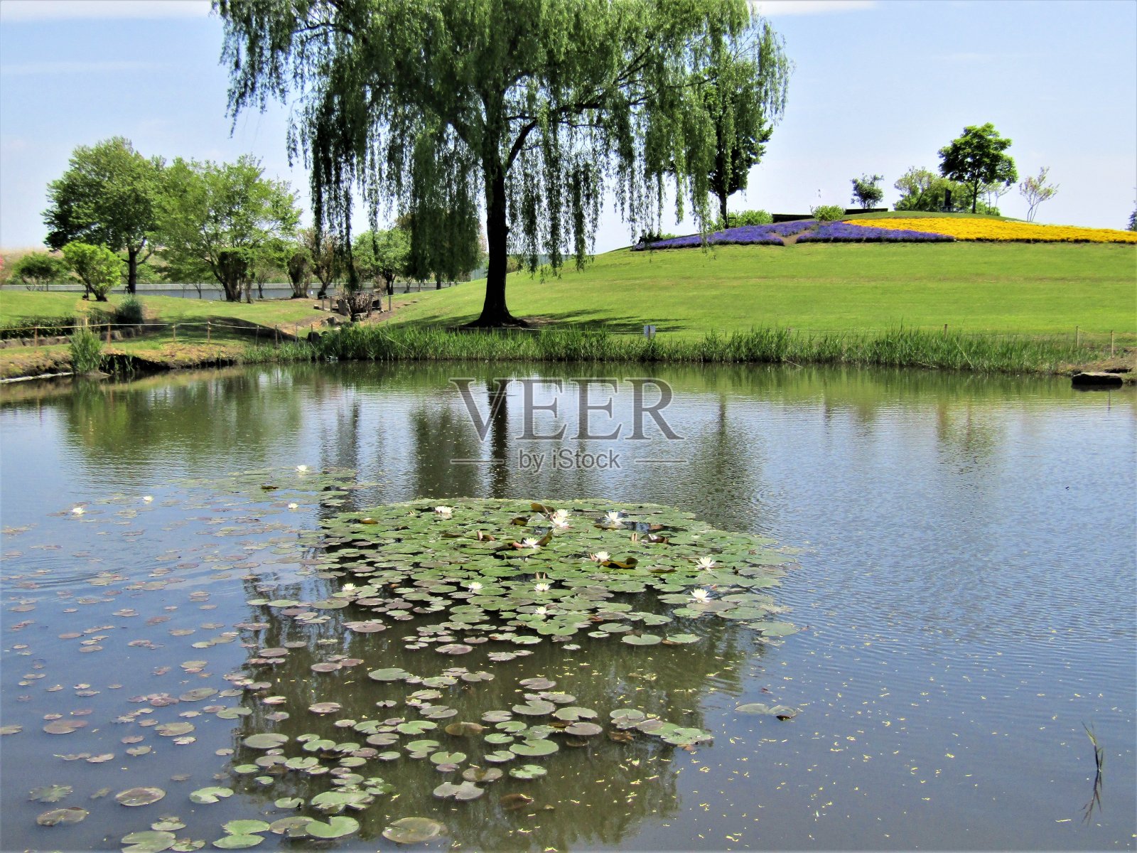 日本。4月。垂柳和池塘里的睡莲。照片摄影图片