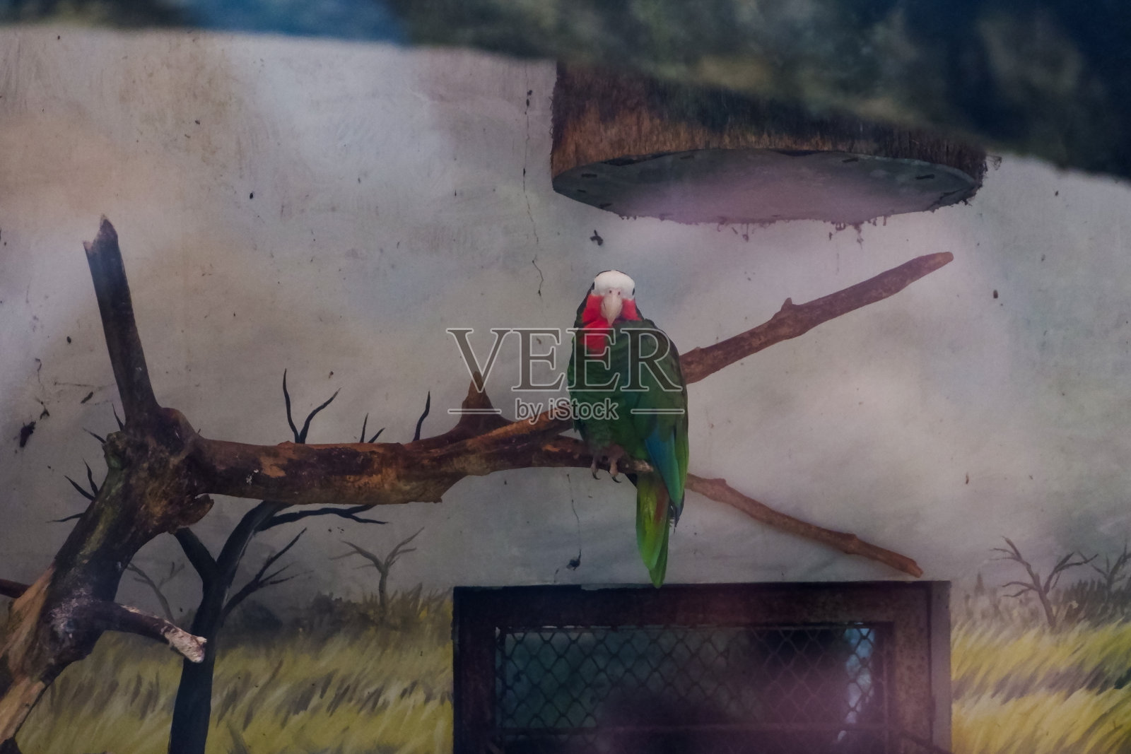 古巴亚马逊鸟，栖息着吃东西。照片摄影图片