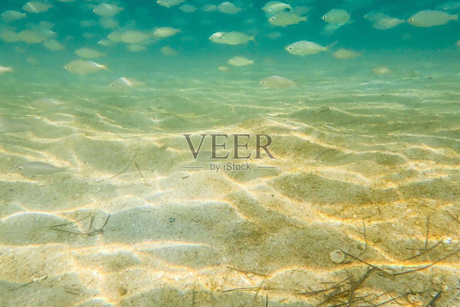 一群蓝绿色的铬鱼在波斯湾清澈的海水中游泳照片摄影图片