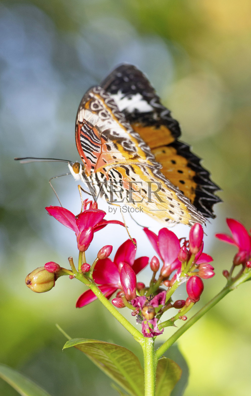 蝴蝶展开翅膀喝花汁——动物行为。照片摄影图片