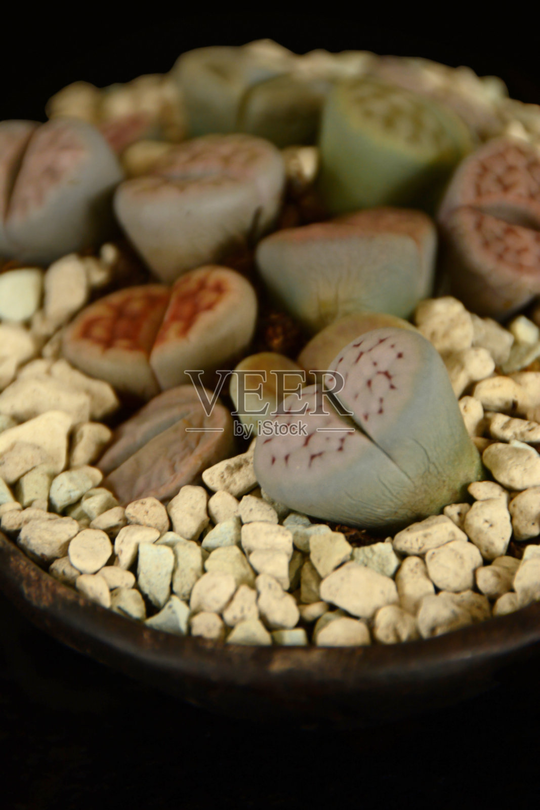 放在桌子上的食材与药品照片摄影图片