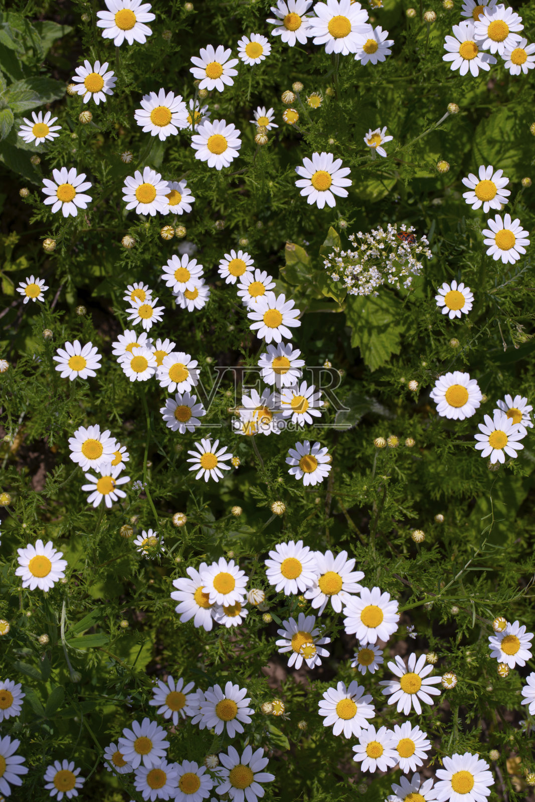 野生草本草地与开花洋甘菊照片摄影图片