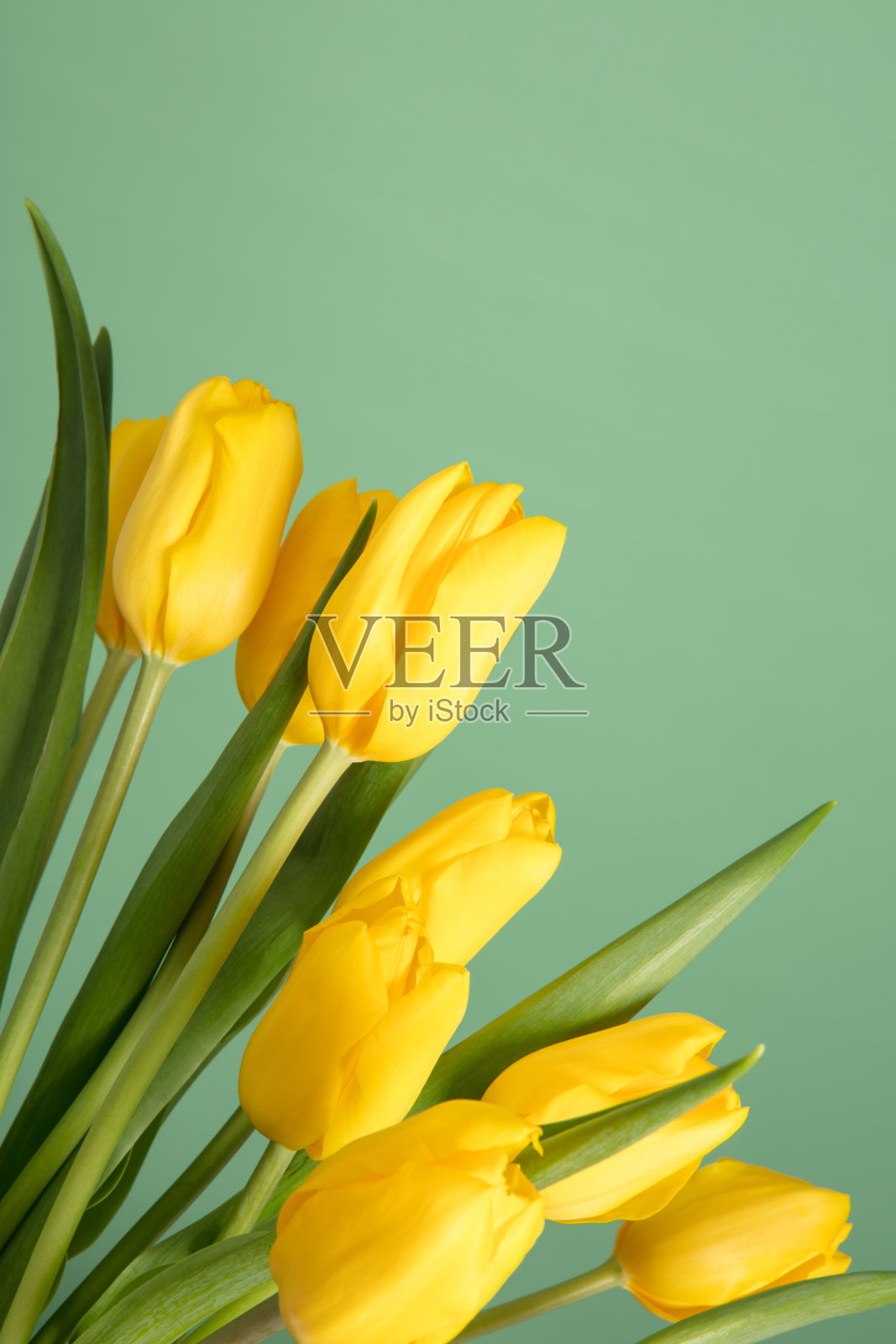 绿色背景上的郁金香照片摄影图片