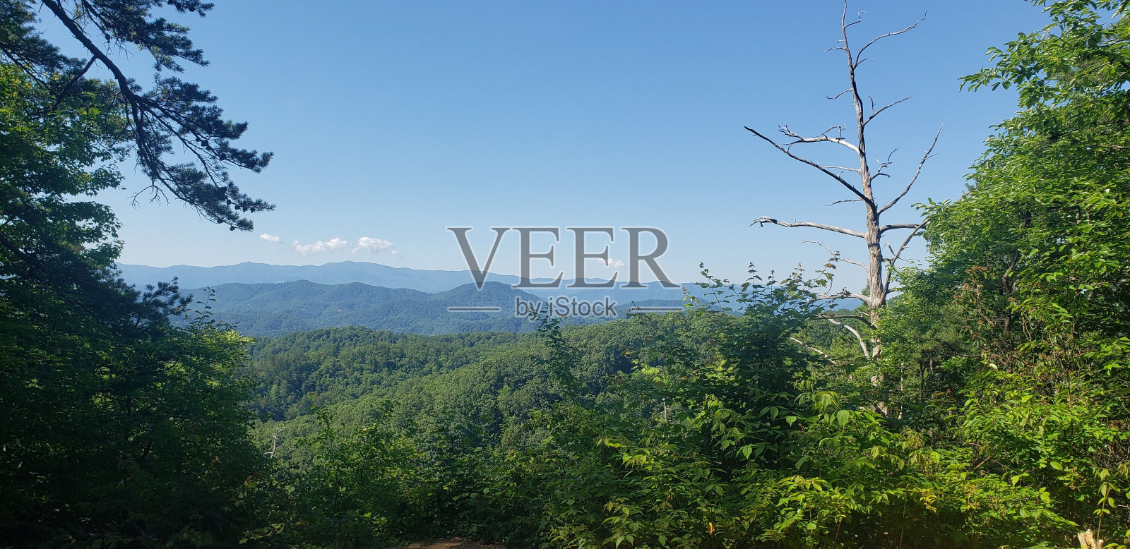 蓝天下广阔的绿色森林照片摄影图片