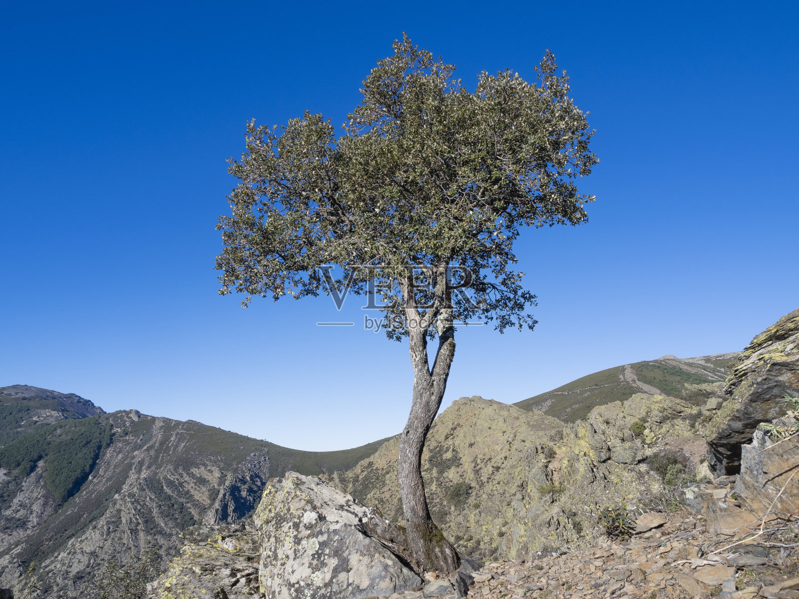 独特的树。麻栎照片摄影图片