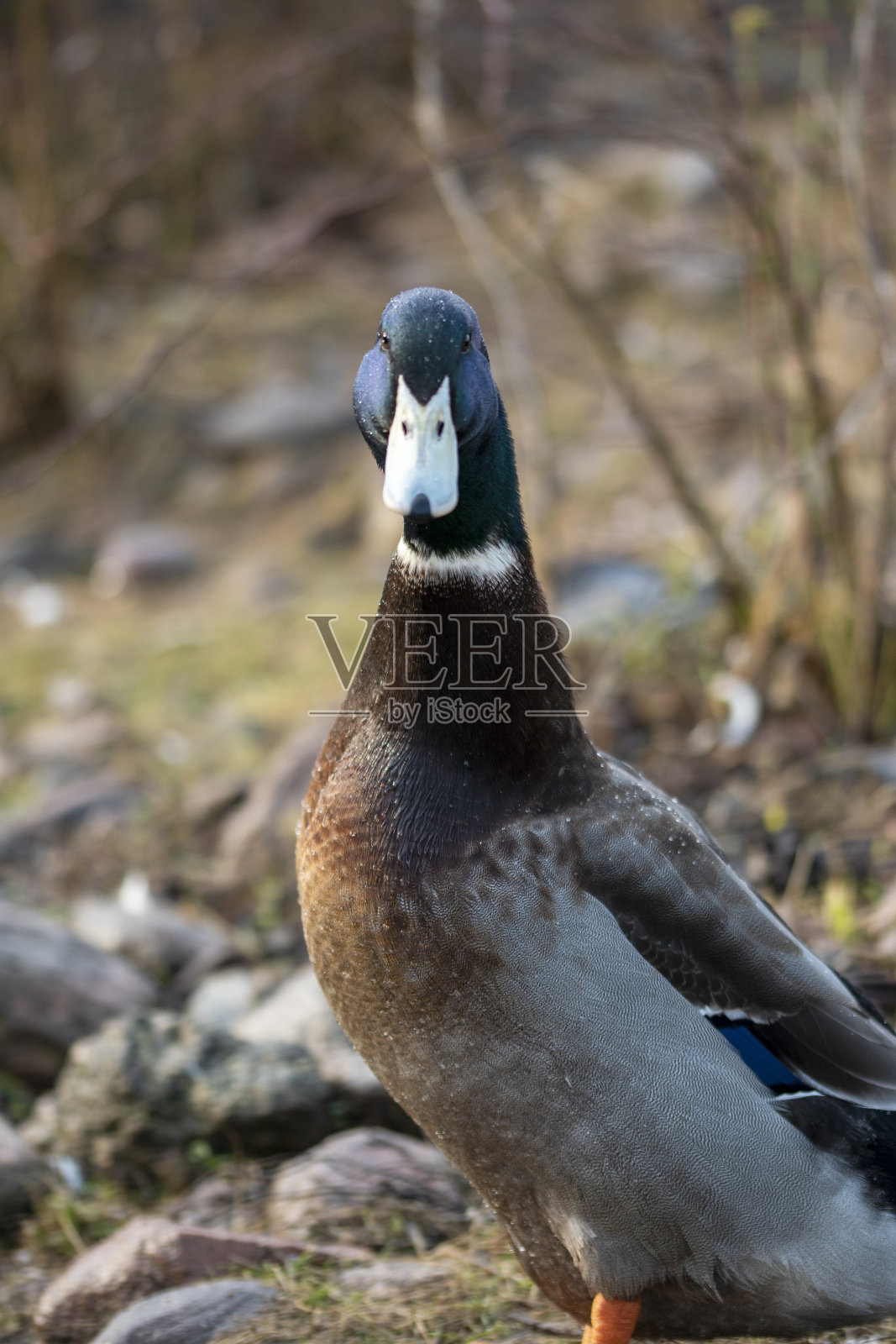 鸭特写照片摄影图片