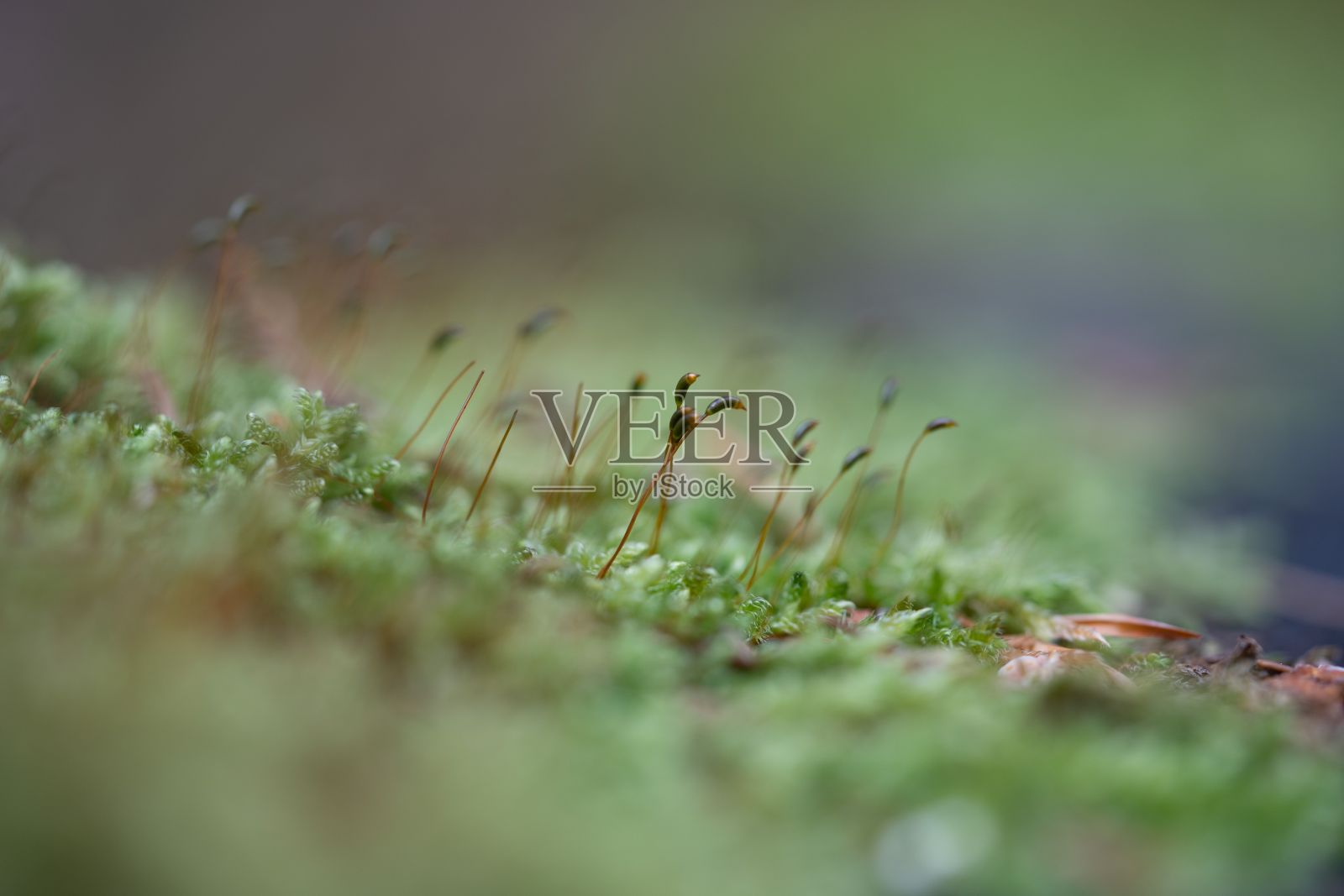 特写镜头的小茎生长在森林里照片摄影图片