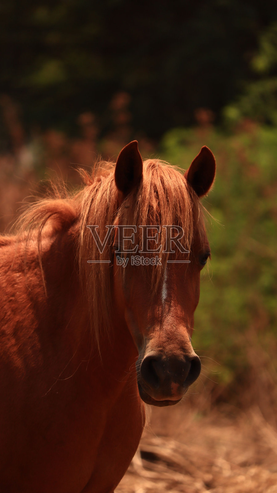特写的芬兰马与阳光下的树木模糊的背景照片摄影图片