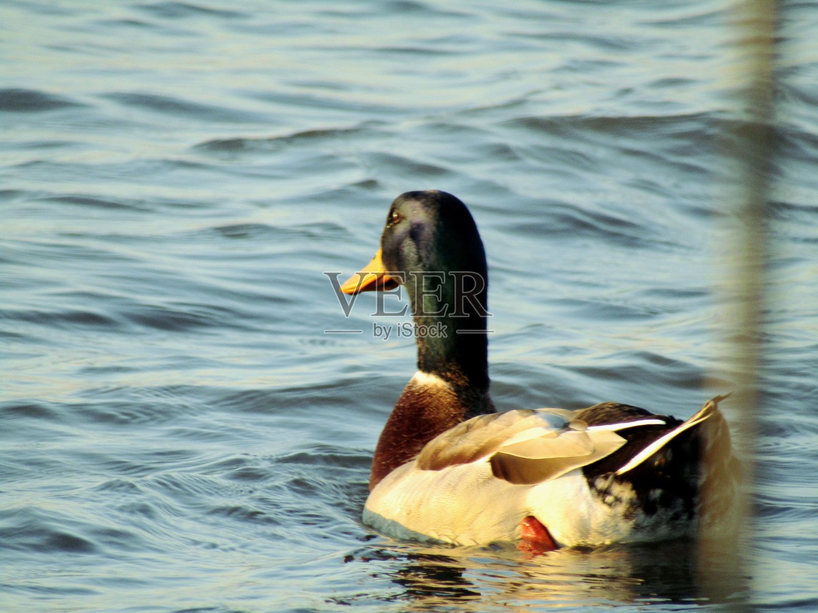 漂亮的鸭子在河里游泳照片摄影图片