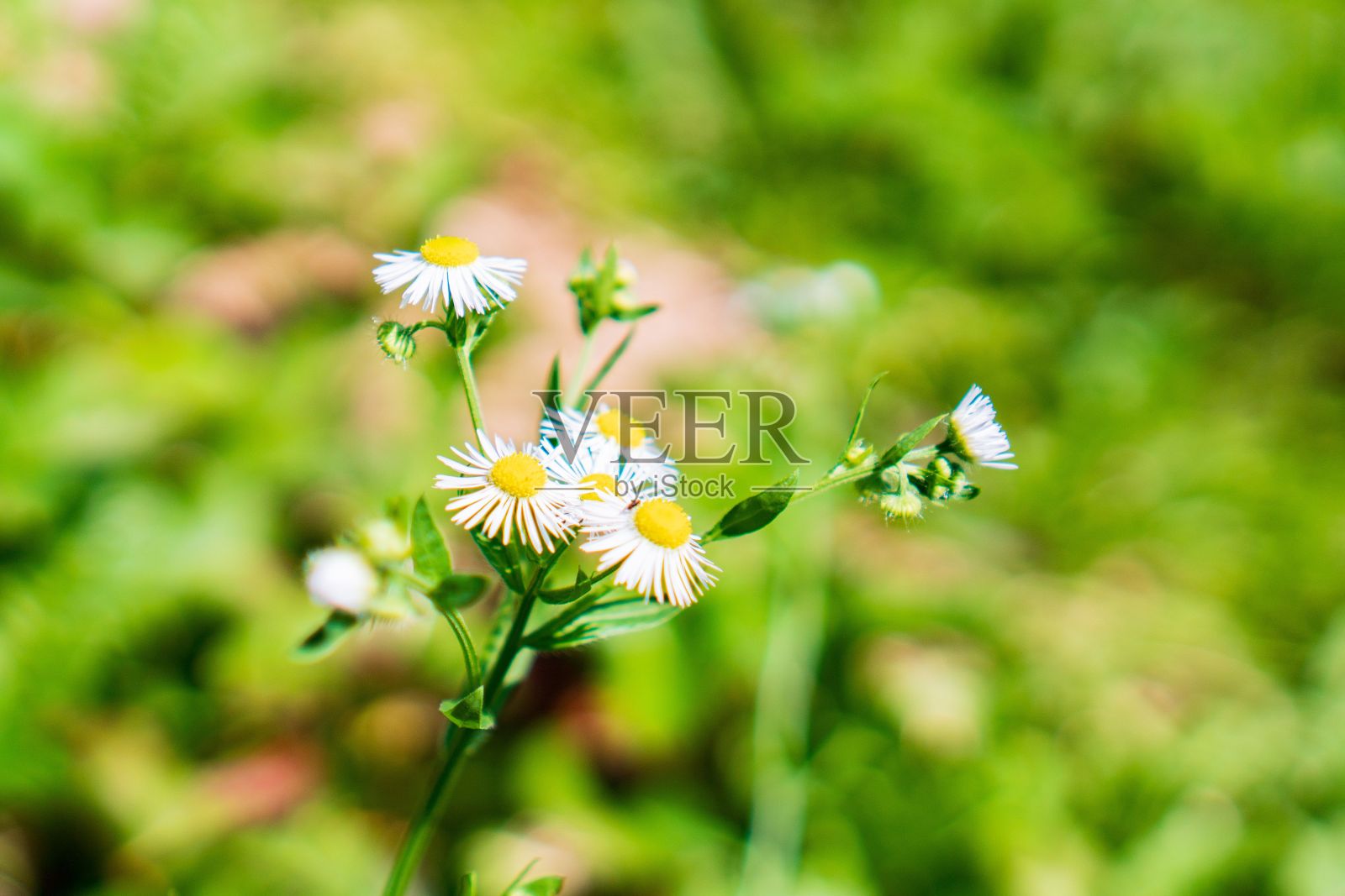 雏菊花的特写镜头照片摄影图片