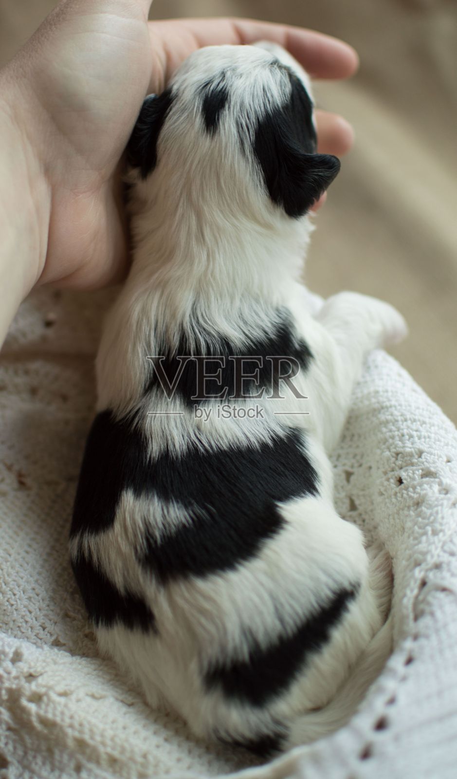 垂直顶视图拍摄的一个婴儿哈瓦那小狗的背部照片摄影图片