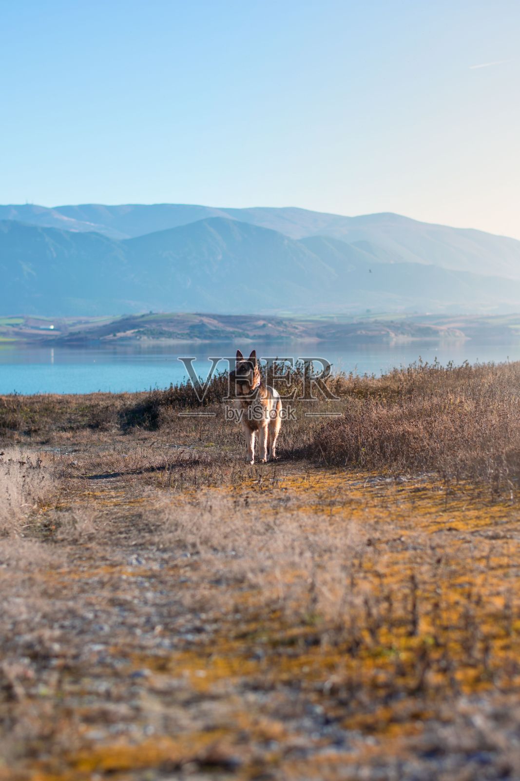 垂直拍摄的德国牧羊犬在一个湖的田野中间向前看照片摄影图片