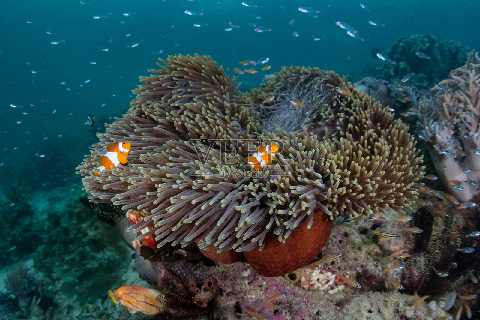 假小丑鱼和美丽的海葵在拉贾安帕照片摄影图片