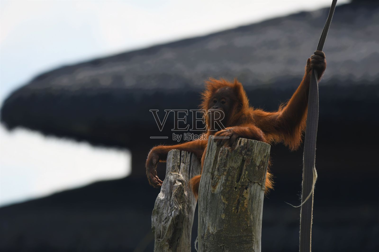 一只猩猩在木头上的特写镜头照片摄影图片