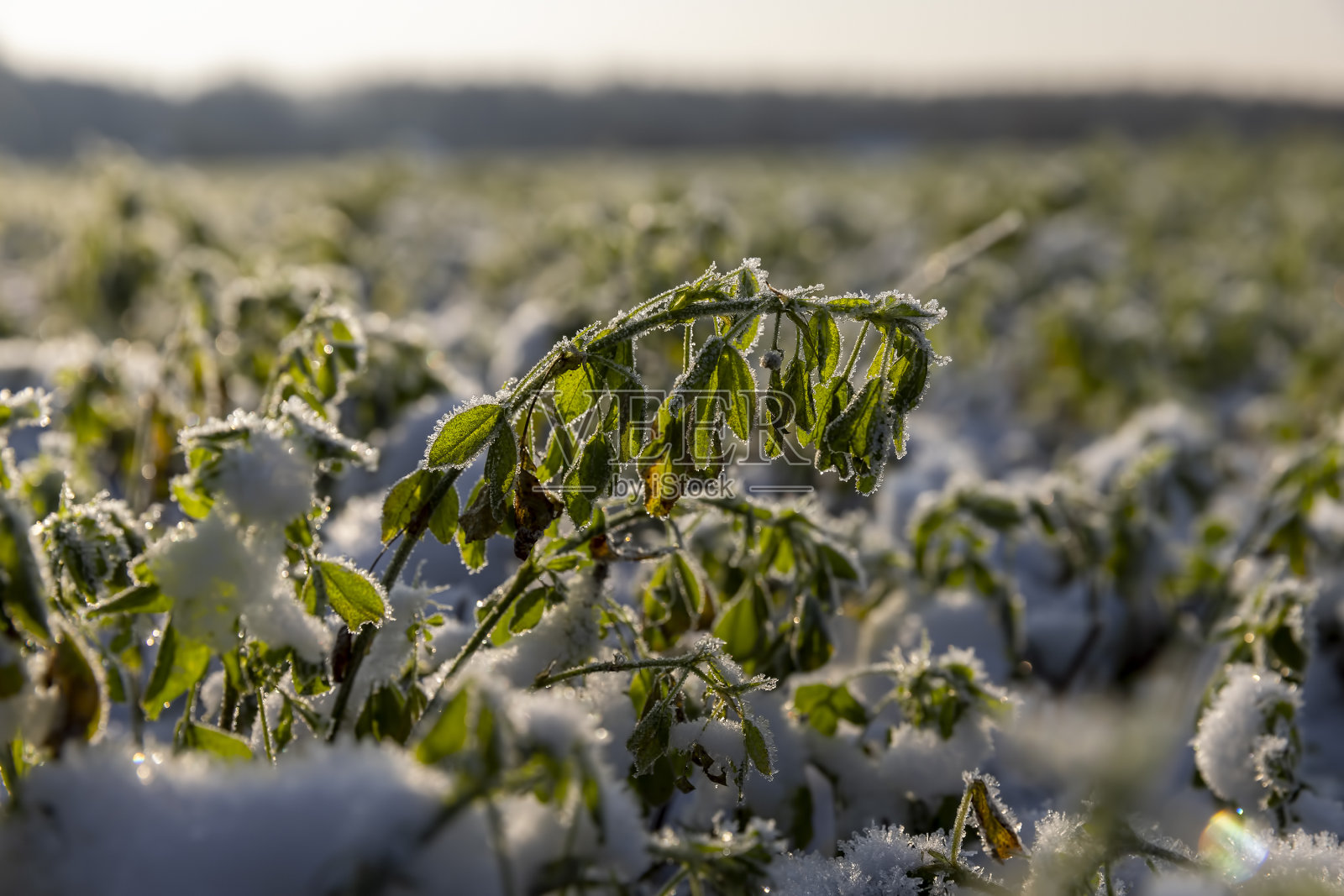 草在冬天被冰雪覆盖照片摄影图片