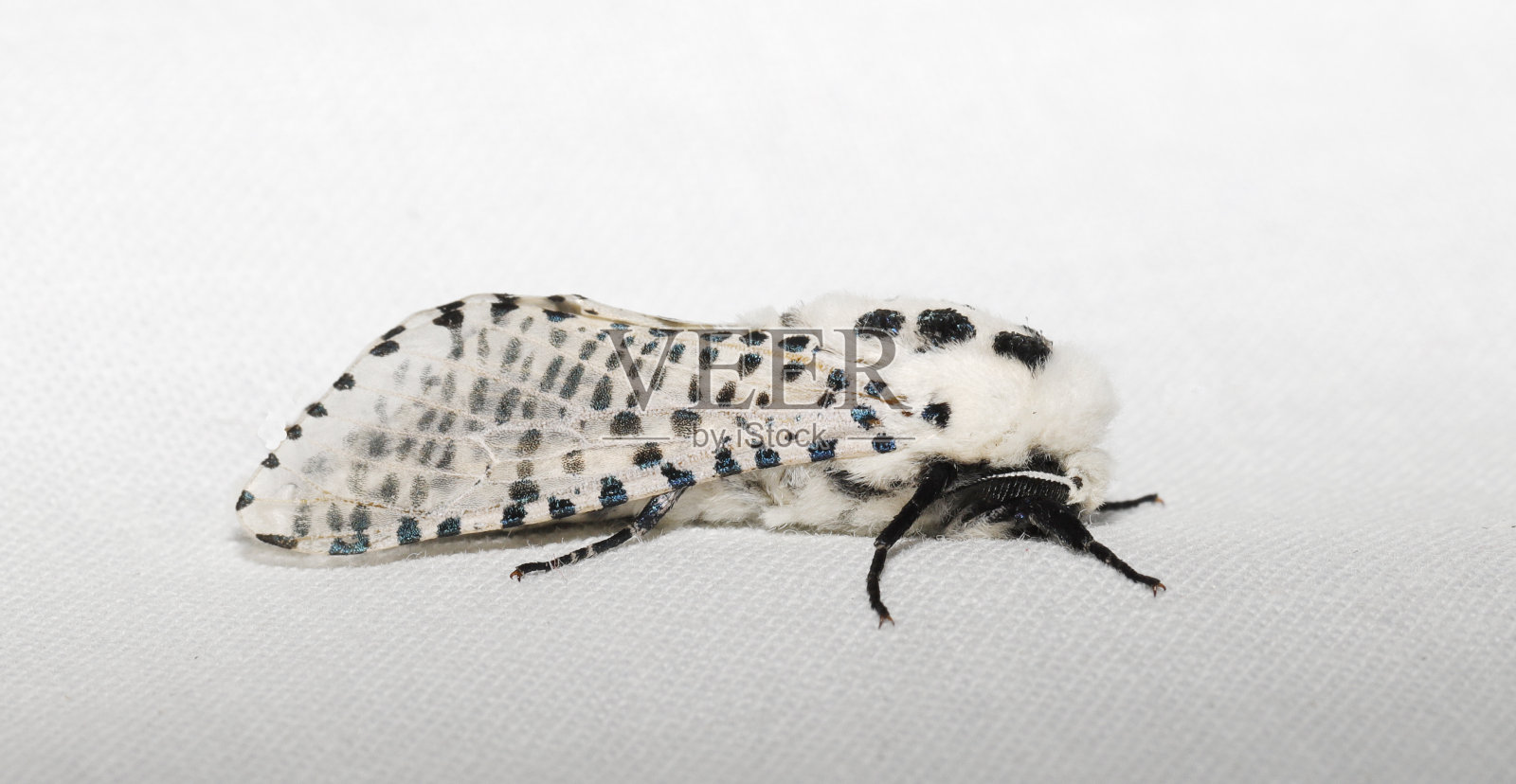 豹蛾（Zeuzera pyrina）雄性照片摄影图片