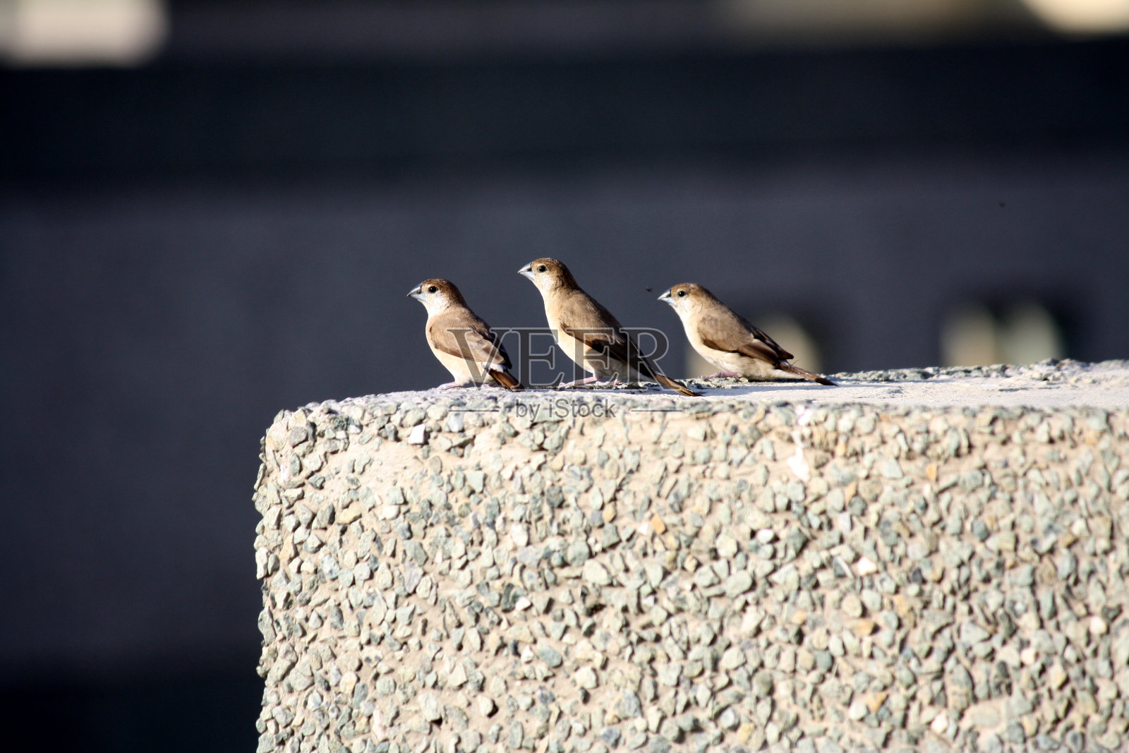 白喉文鸟或印度银嘴(Euodice malabarica)在屋顶上觅食:(图片来自Sanjiv Shukla)照片摄影图片