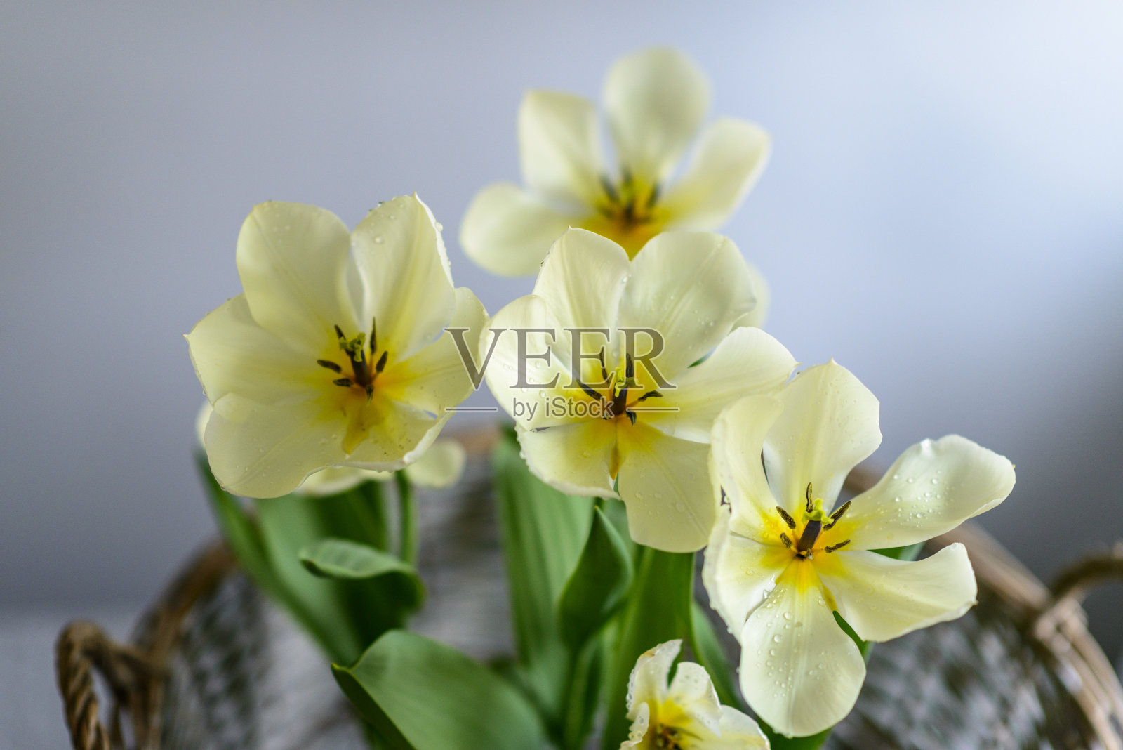 美丽的郁金香，捧花照片摄影图片