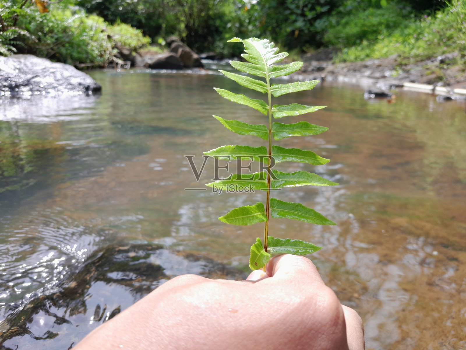 绿色的蕨类植物照片摄影图片