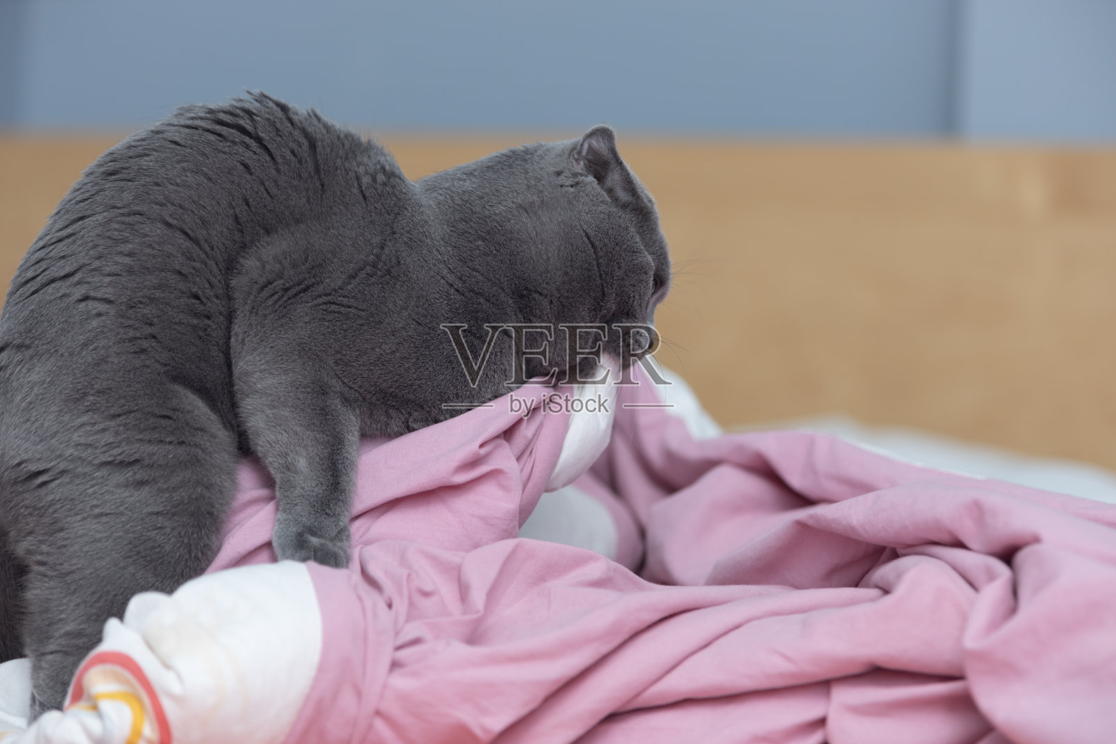 苏格兰折耳猫在玩毯子照片摄影图片