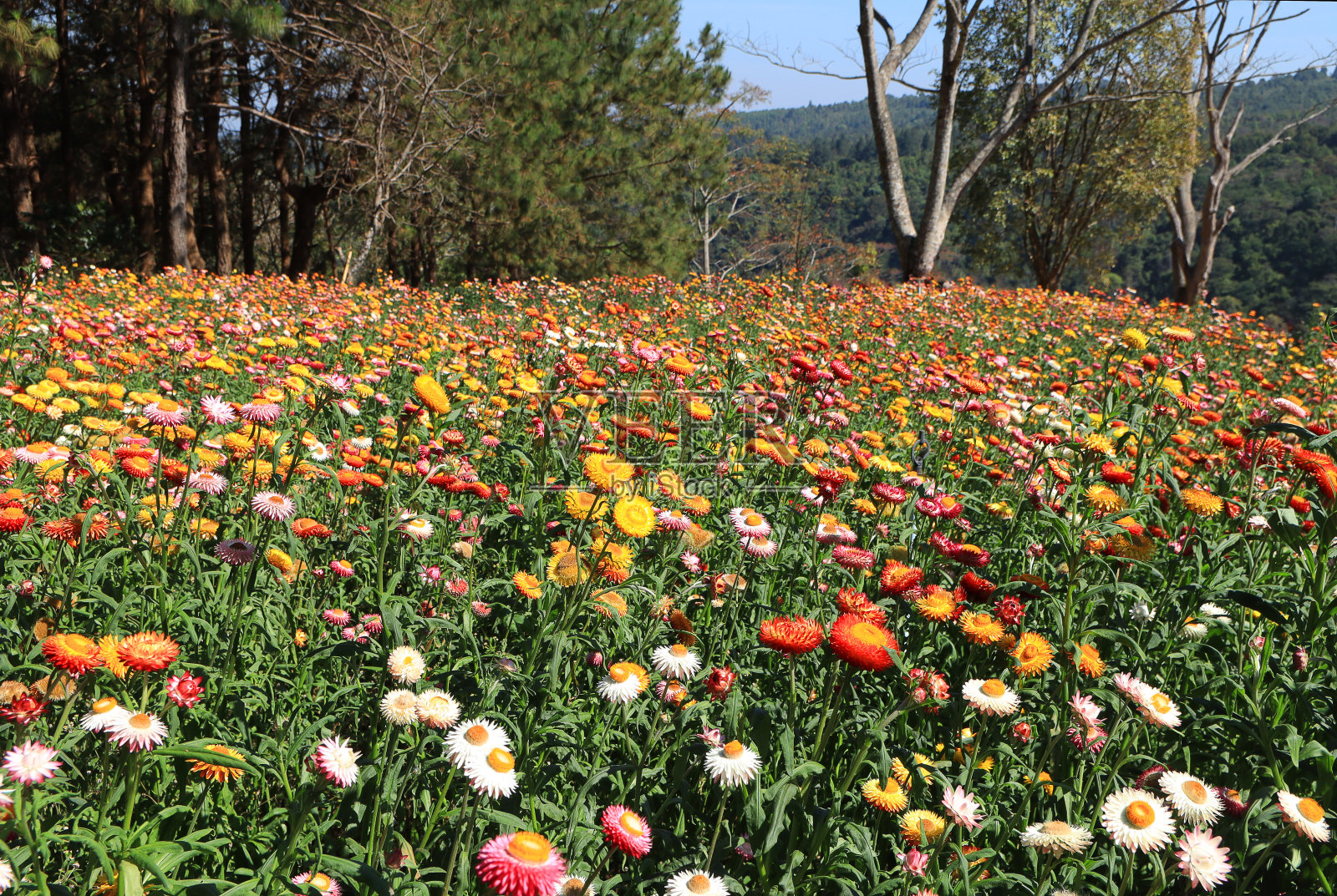 草的花照片摄影图片