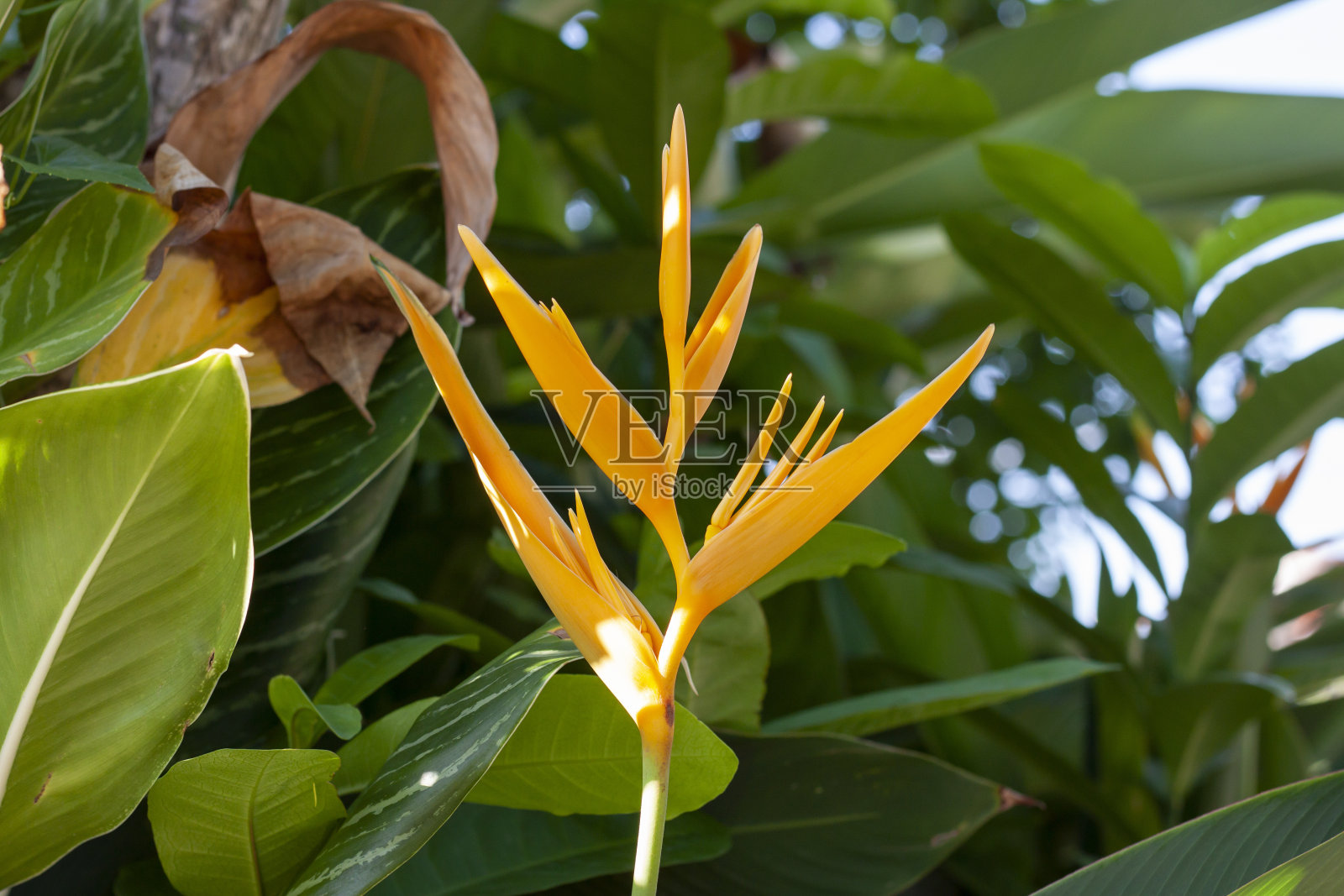 橙色的凤爪花在阳光下的花园里绽放。照片摄影图片