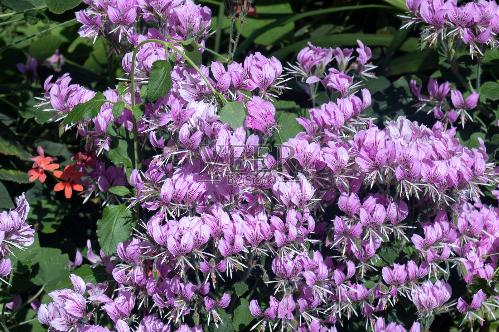 春开花树照片摄影图片