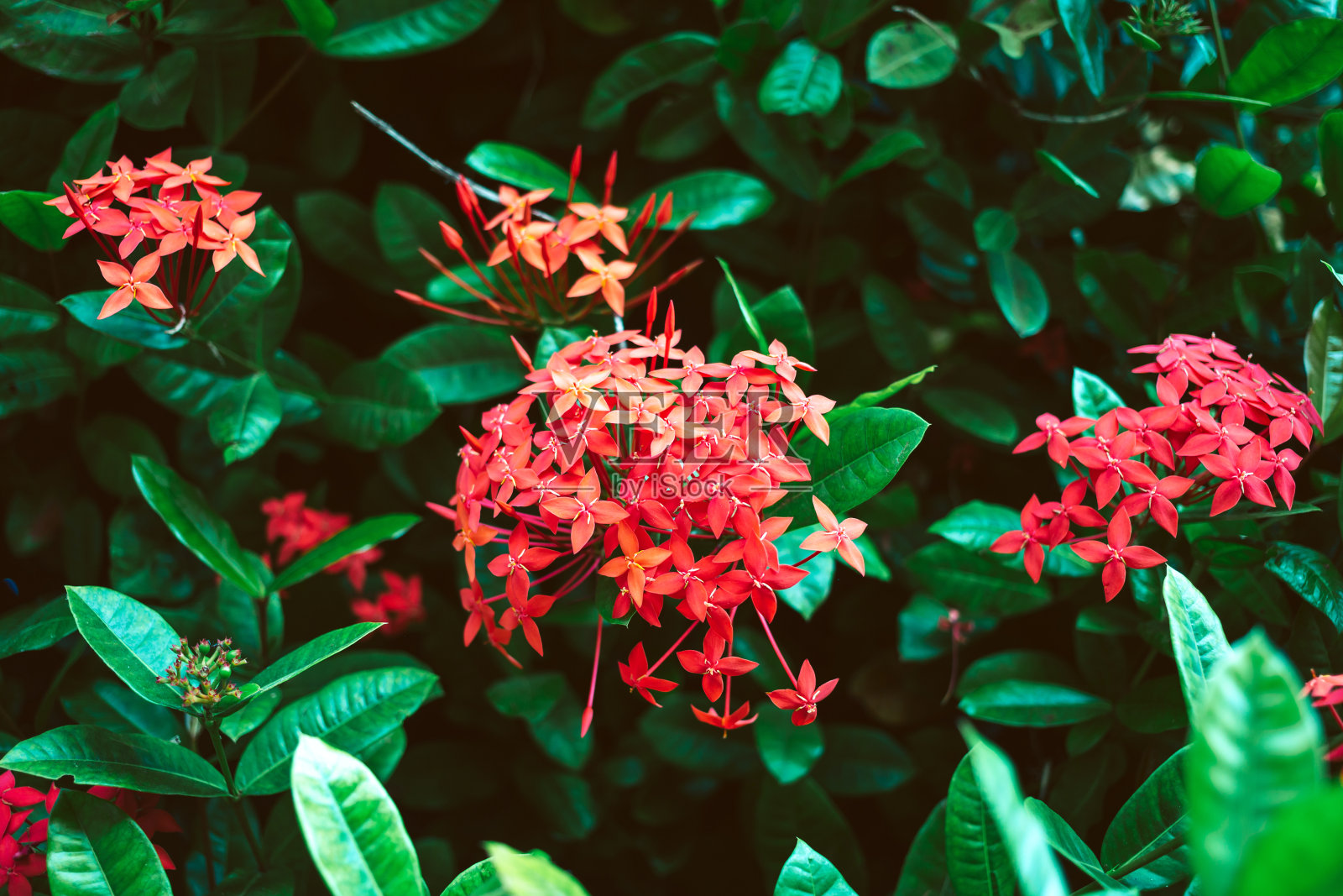红针花，王针花(Ixora chinensis)。茜草科花，Ixora花，Ixora coccinea背景照片摄影图片