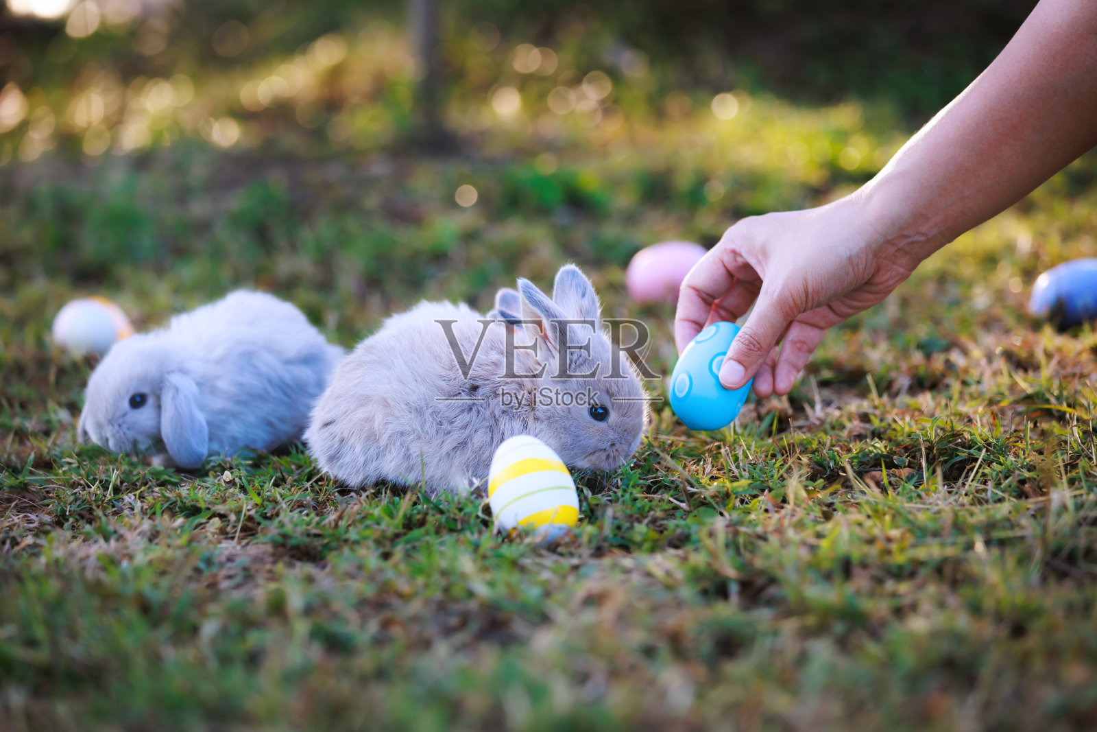 可爱的小兔子荷兰垂耳吃着绿色的草，呆在草地上，孩子们喜欢在花园里收集复活节彩蛋。寻找复活节彩蛋。照片摄影图片