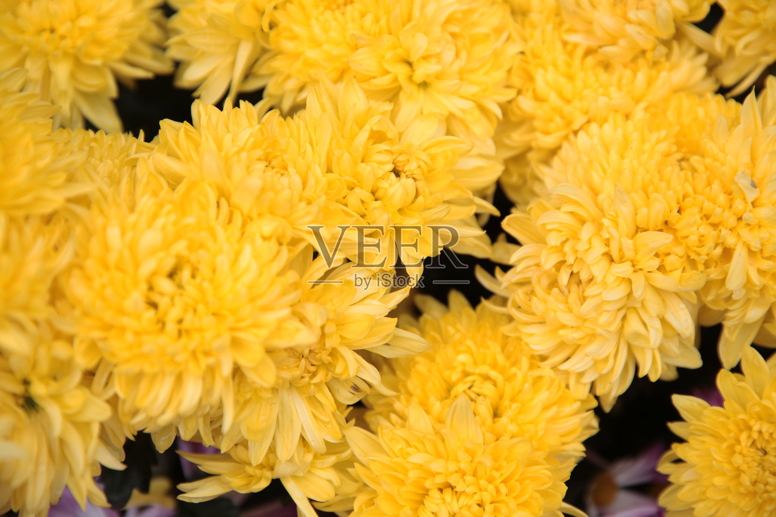 近距离观察花园里美丽的黄菊花，照片摄影图片