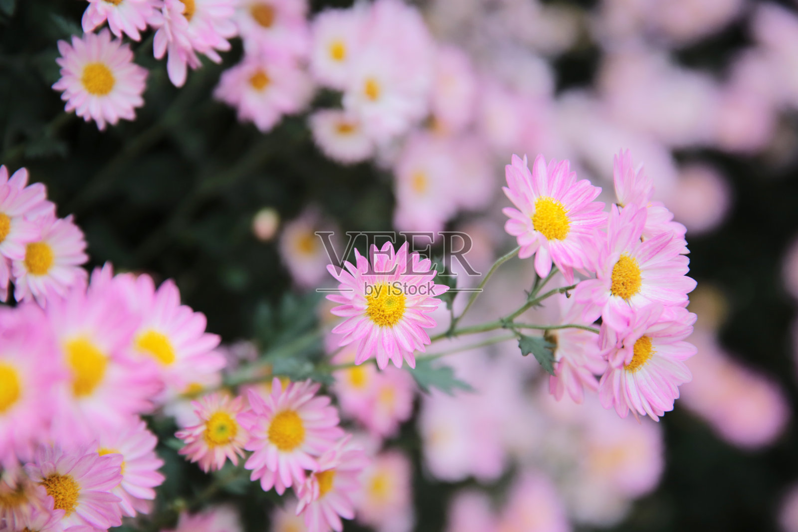 a粉红色的菊花与模糊的背景特写。照片摄影图片