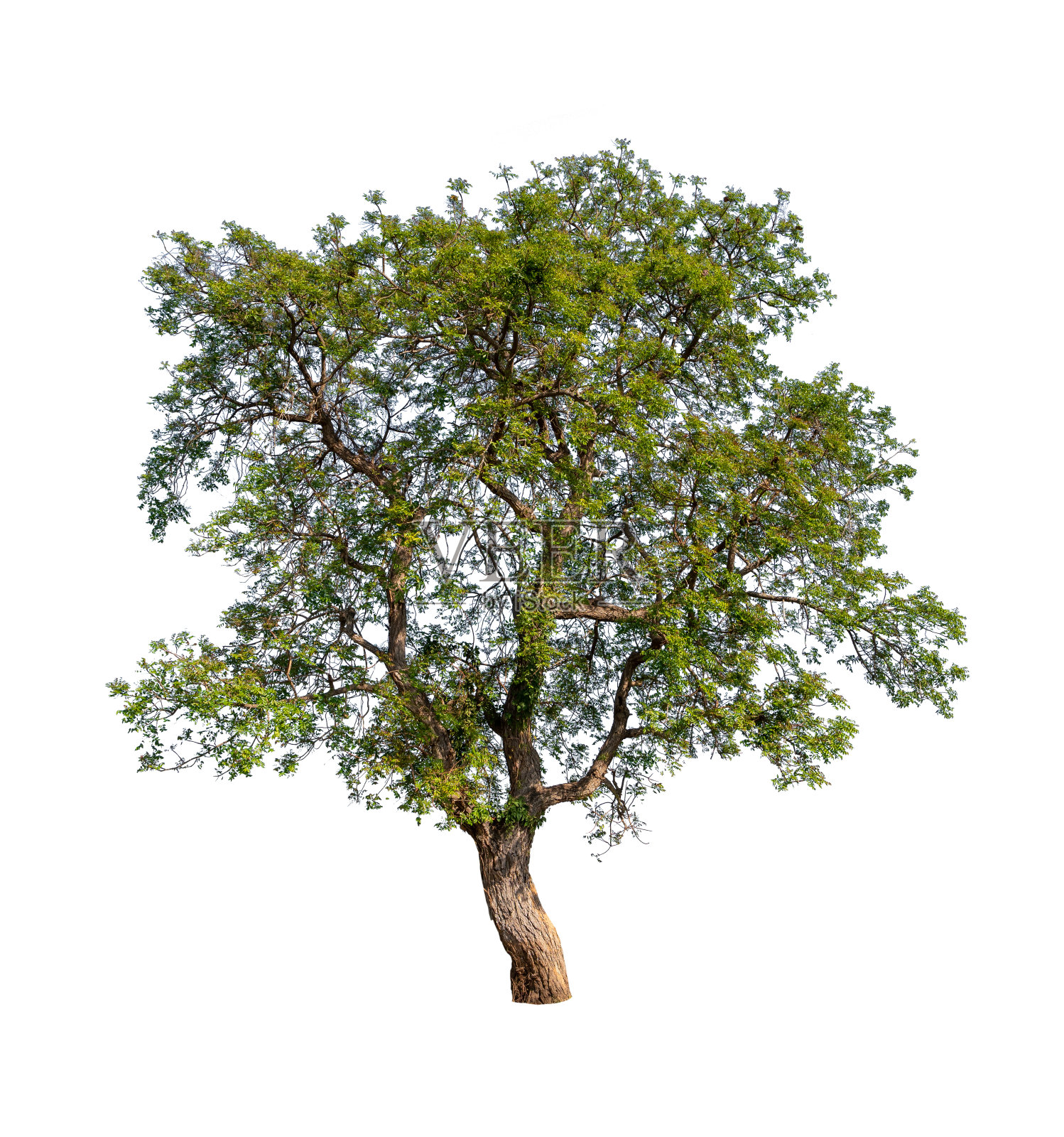 孤立的单树绿色植物照片摄影图片