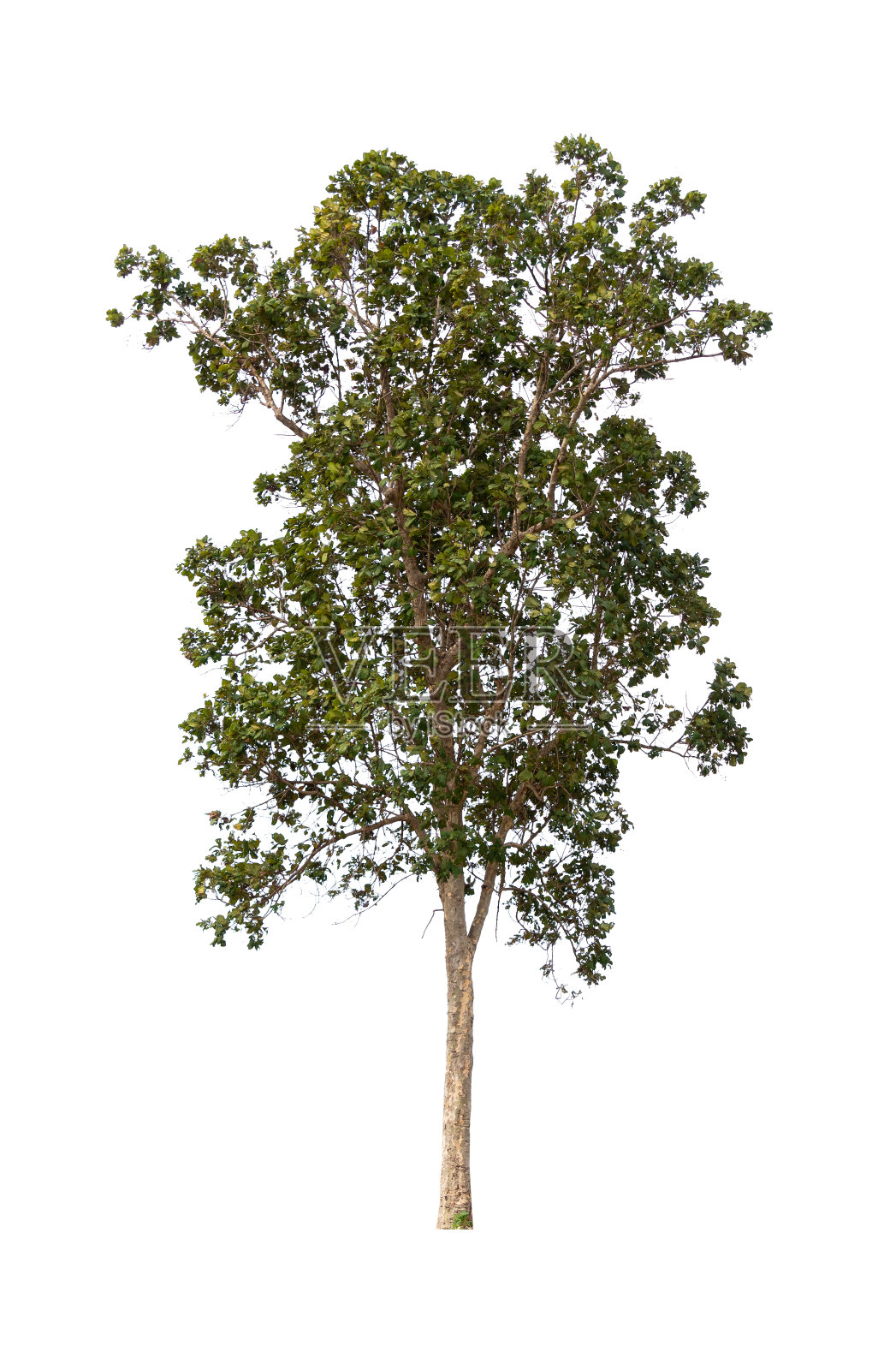 孤立的单树绿色植物照片摄影图片