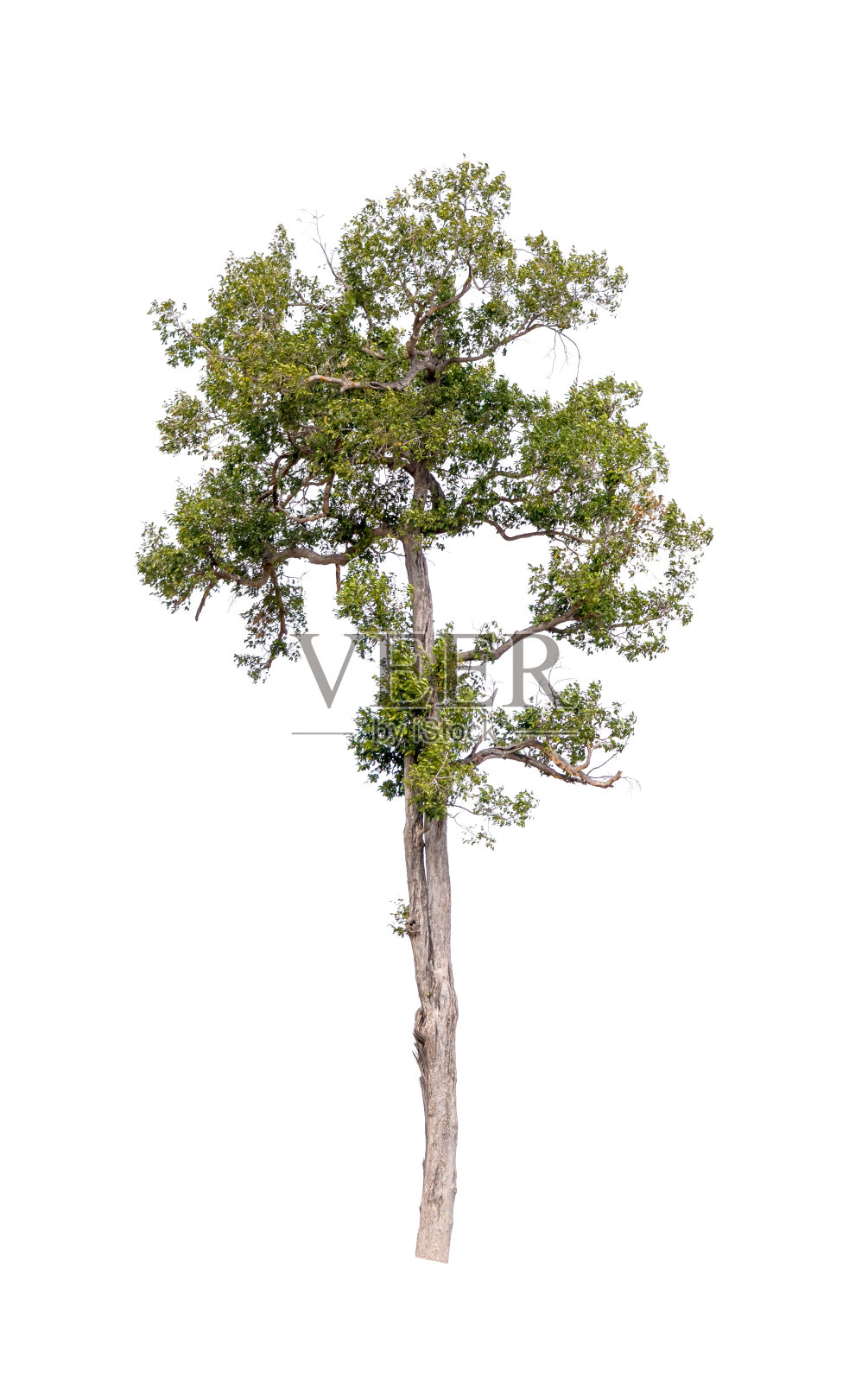 孤立的单树绿色植物照片摄影图片