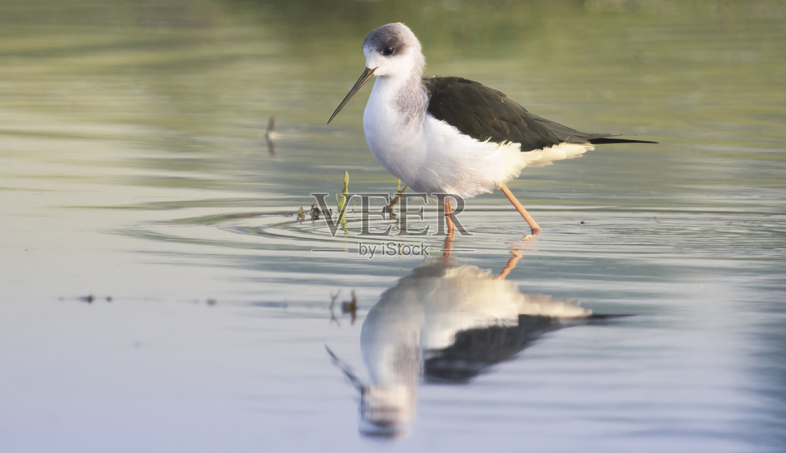 黑翼高跷鱼趟过沼泽水寻找食物照片摄影图片