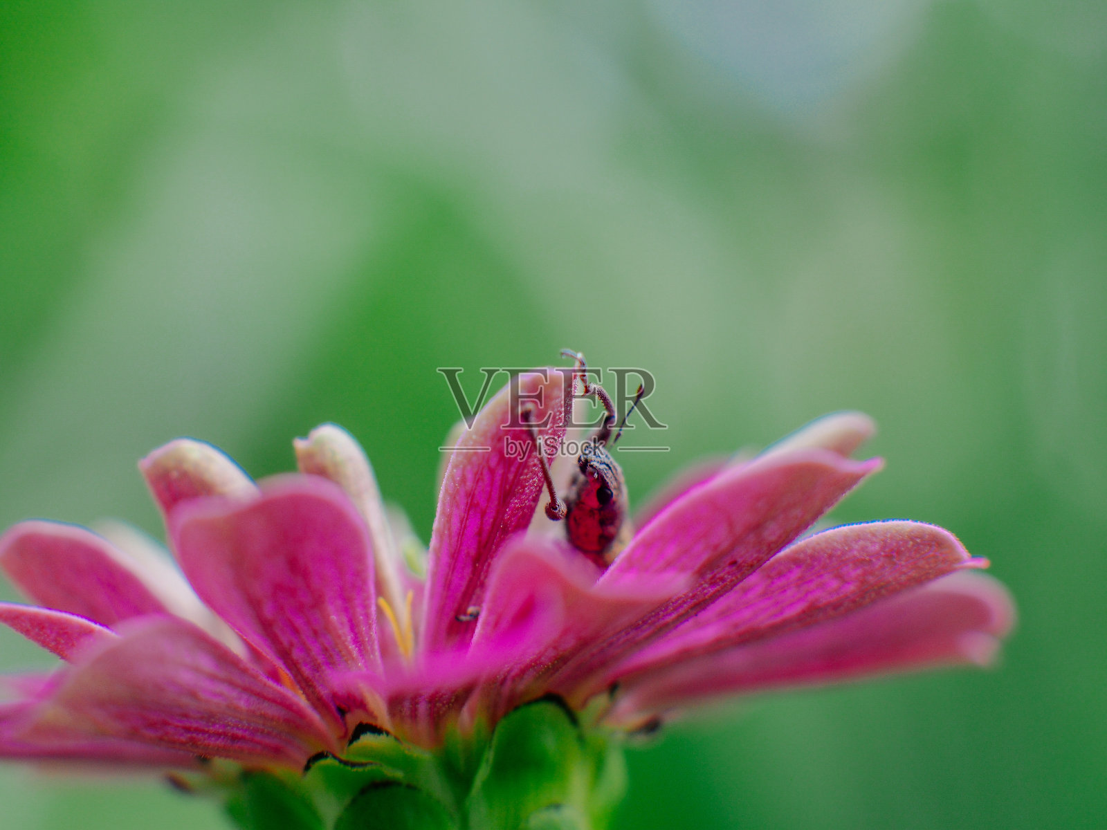 紫罗兰花特写照片摄影图片