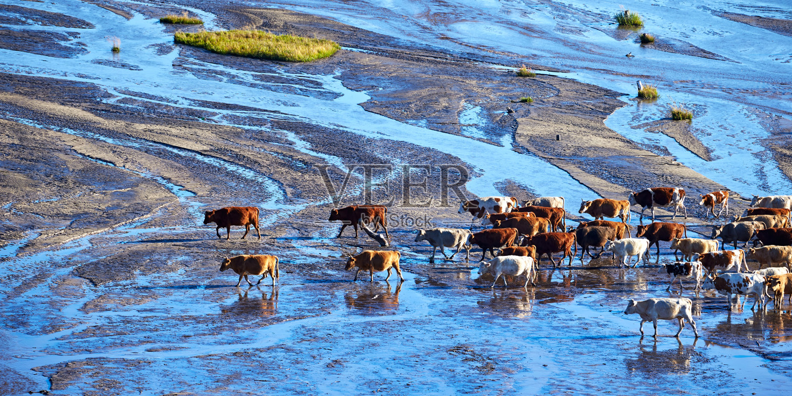 鸟瞰浅滩湖的牛群照片摄影图片