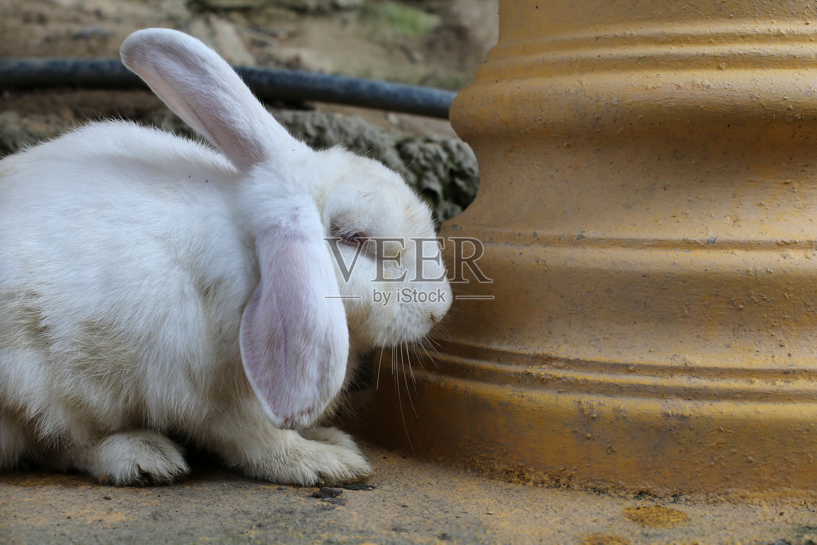 兔子照片摄影图片