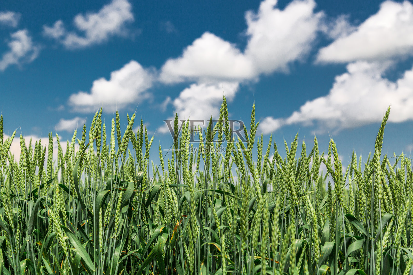 麦田:在其上生长未成熟的年轻谷物、小麦的农田蓝天白云为背景照片摄影图片