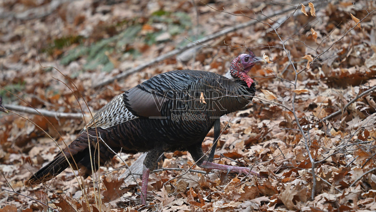 在树林里行走的火鸡照片摄影图片
