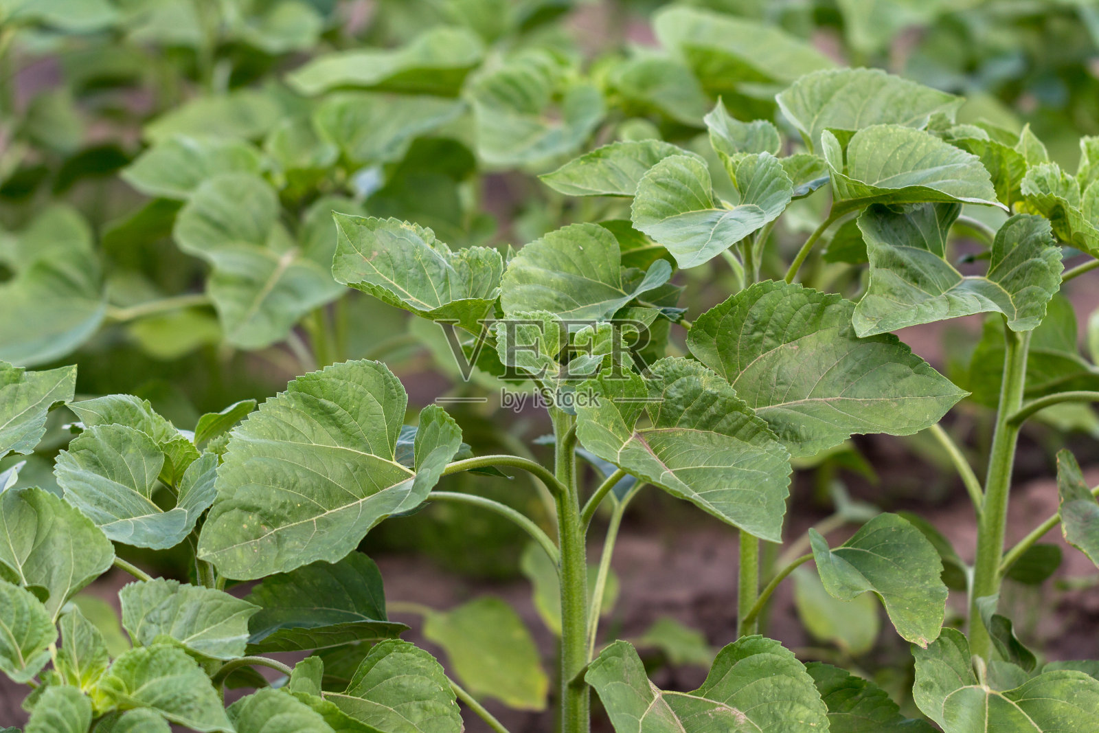 成排的年轻，绿色，强壮的向日葵，干净的疾病，杂草和昆虫，衬着天空照片摄影图片